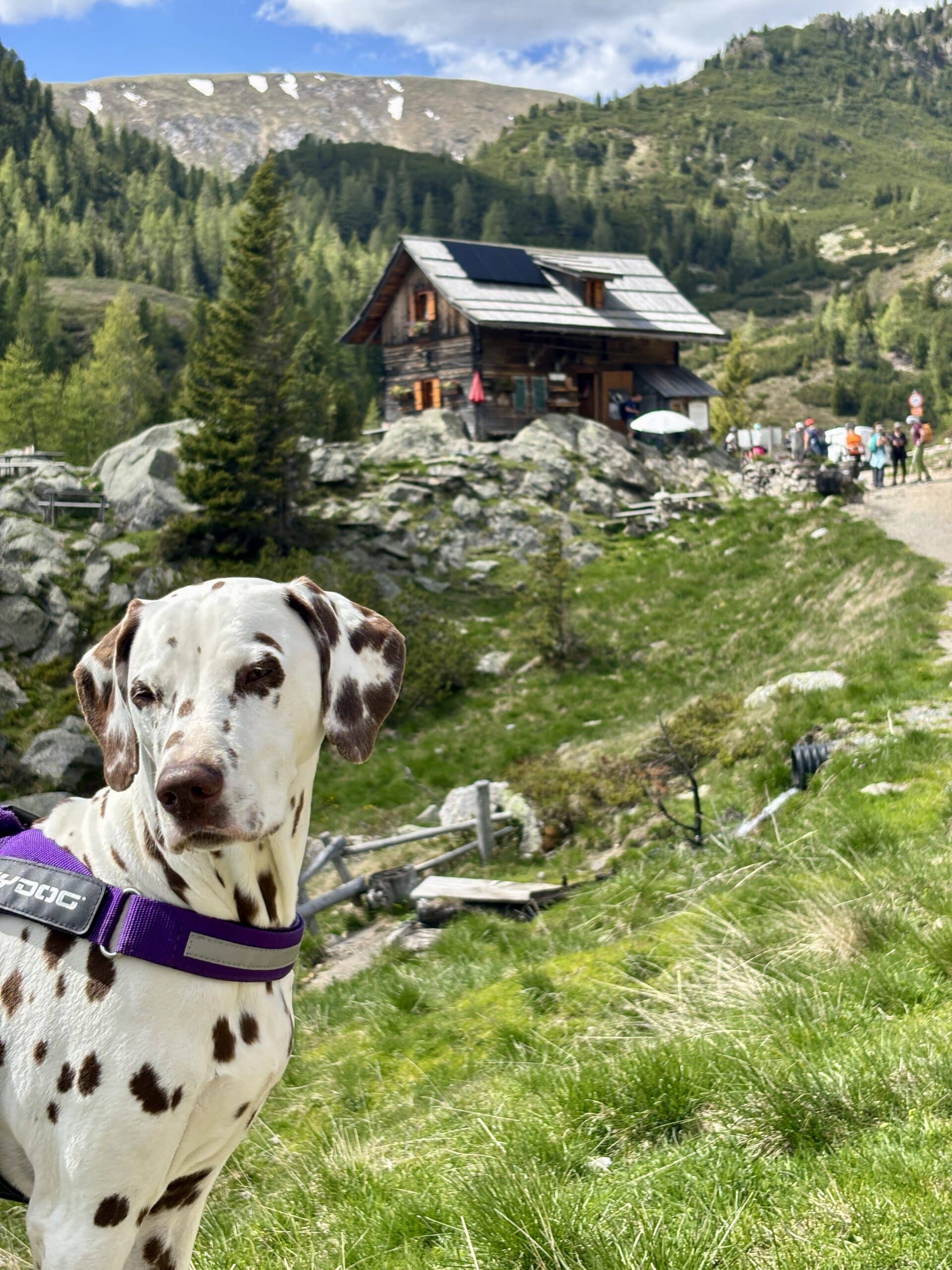 Dalmatiner-Hund vor Almhütte, St.Oswalder Bockhütte