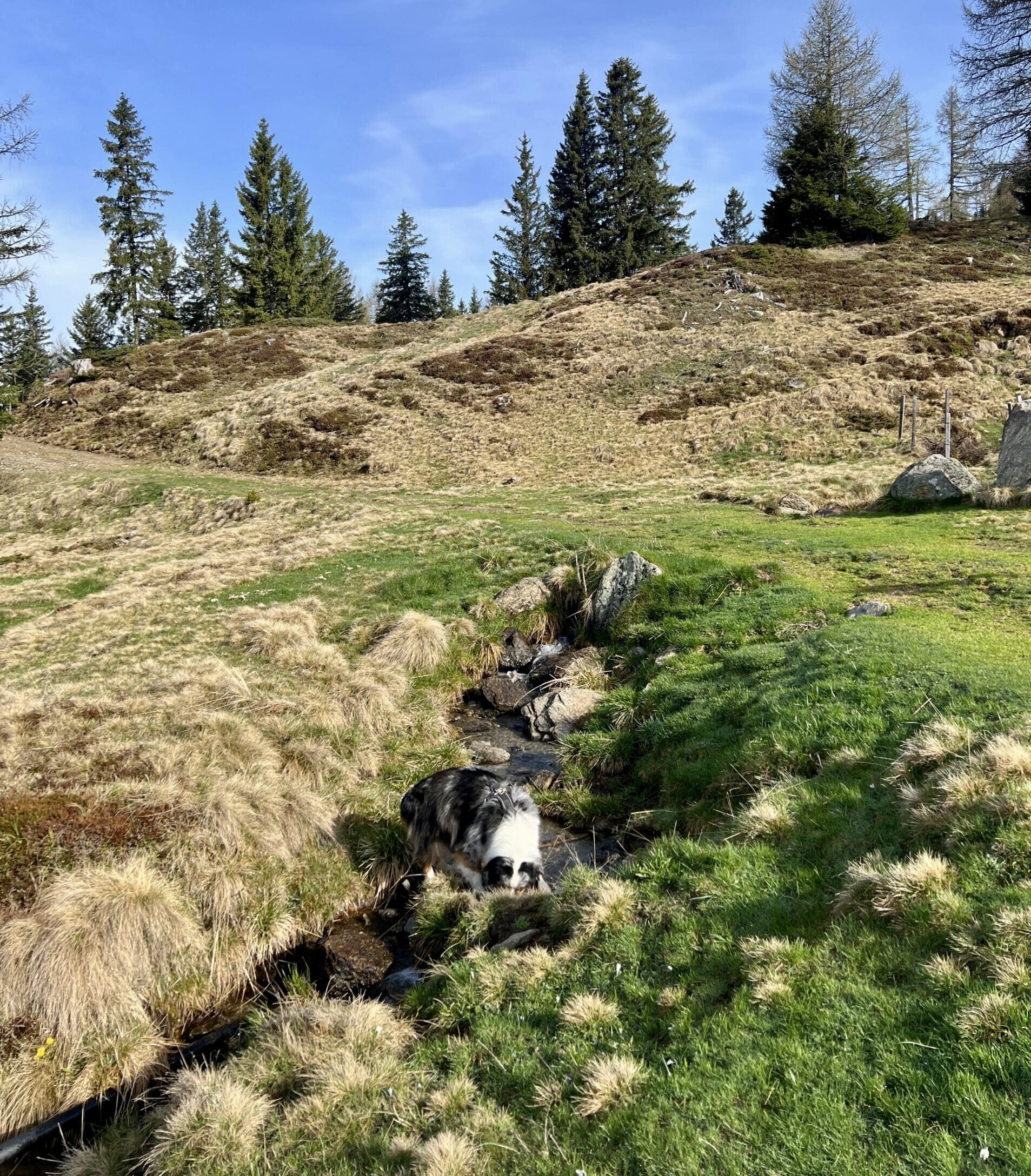 Wanderung mit Hund zum Granattor am Millstätter See über schöne Almböden.