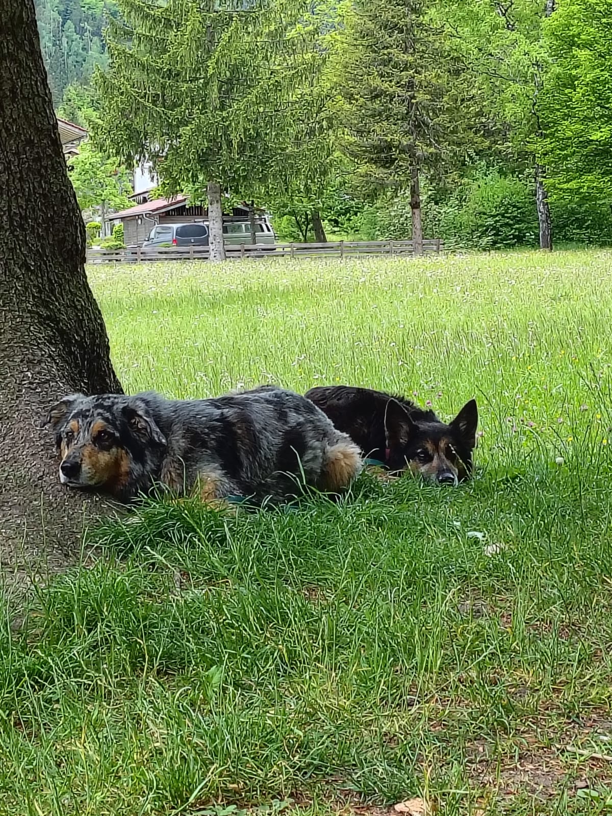 Zwei Hunde liegen im Gras in Schliersee