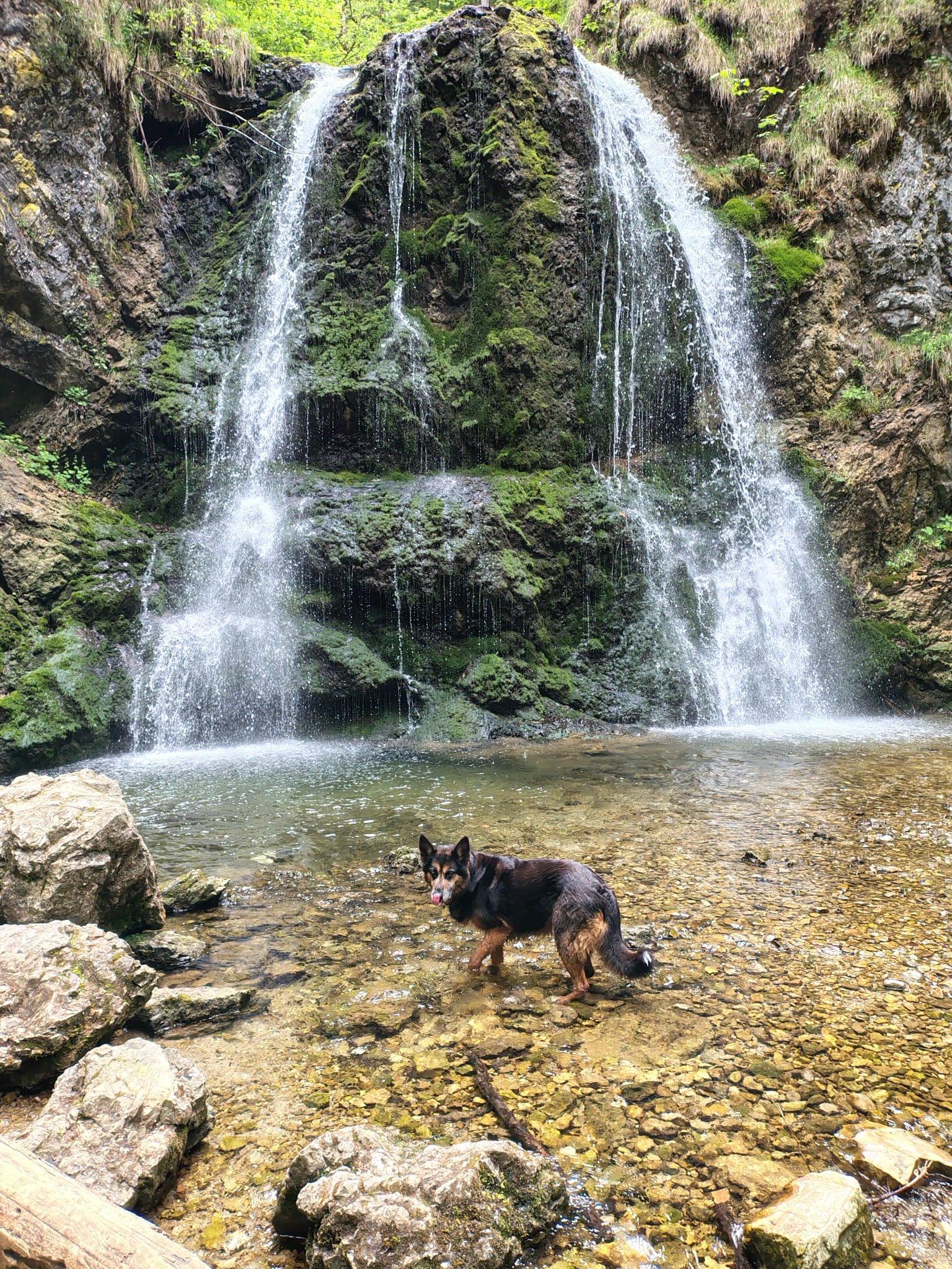 Hund am Josefthaler Wasserfall