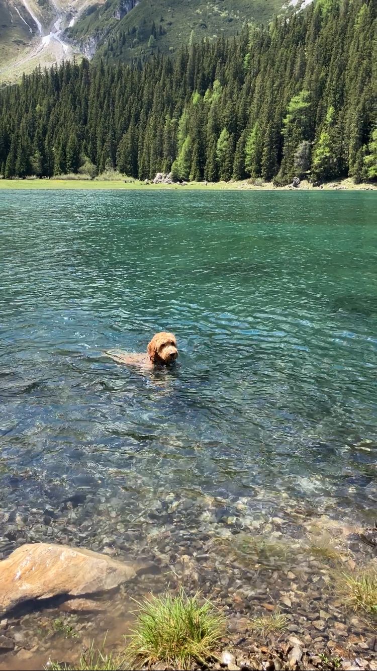 Hund schwimmt im Obernberger See
