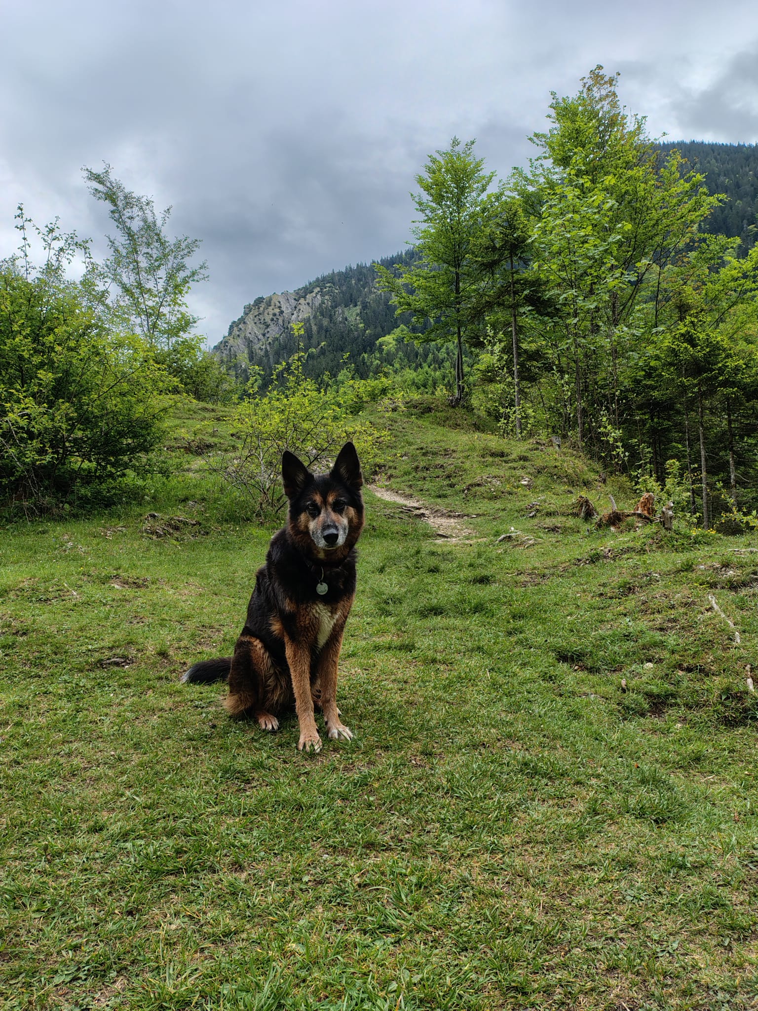 Hund sitzt auf Wanderweg zum Josefthaler Wasserfall