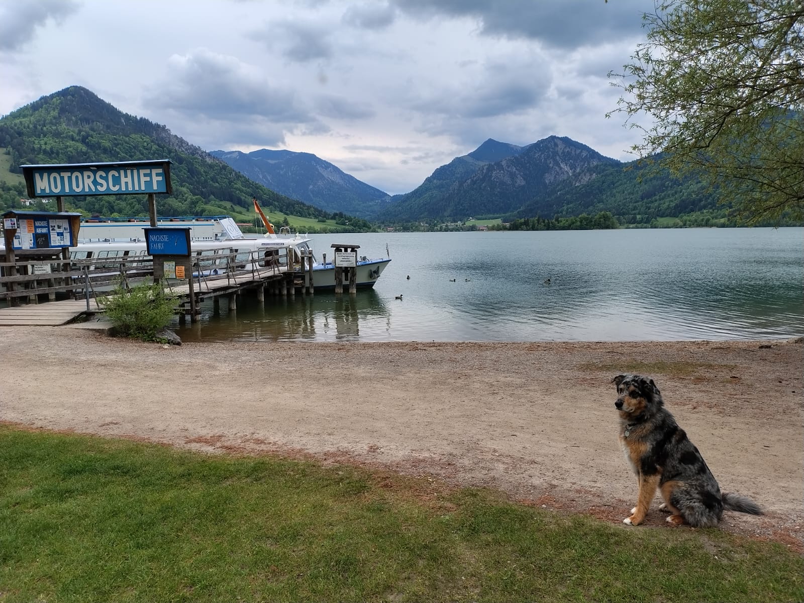 Hund sitzt am Ufer Schliersee