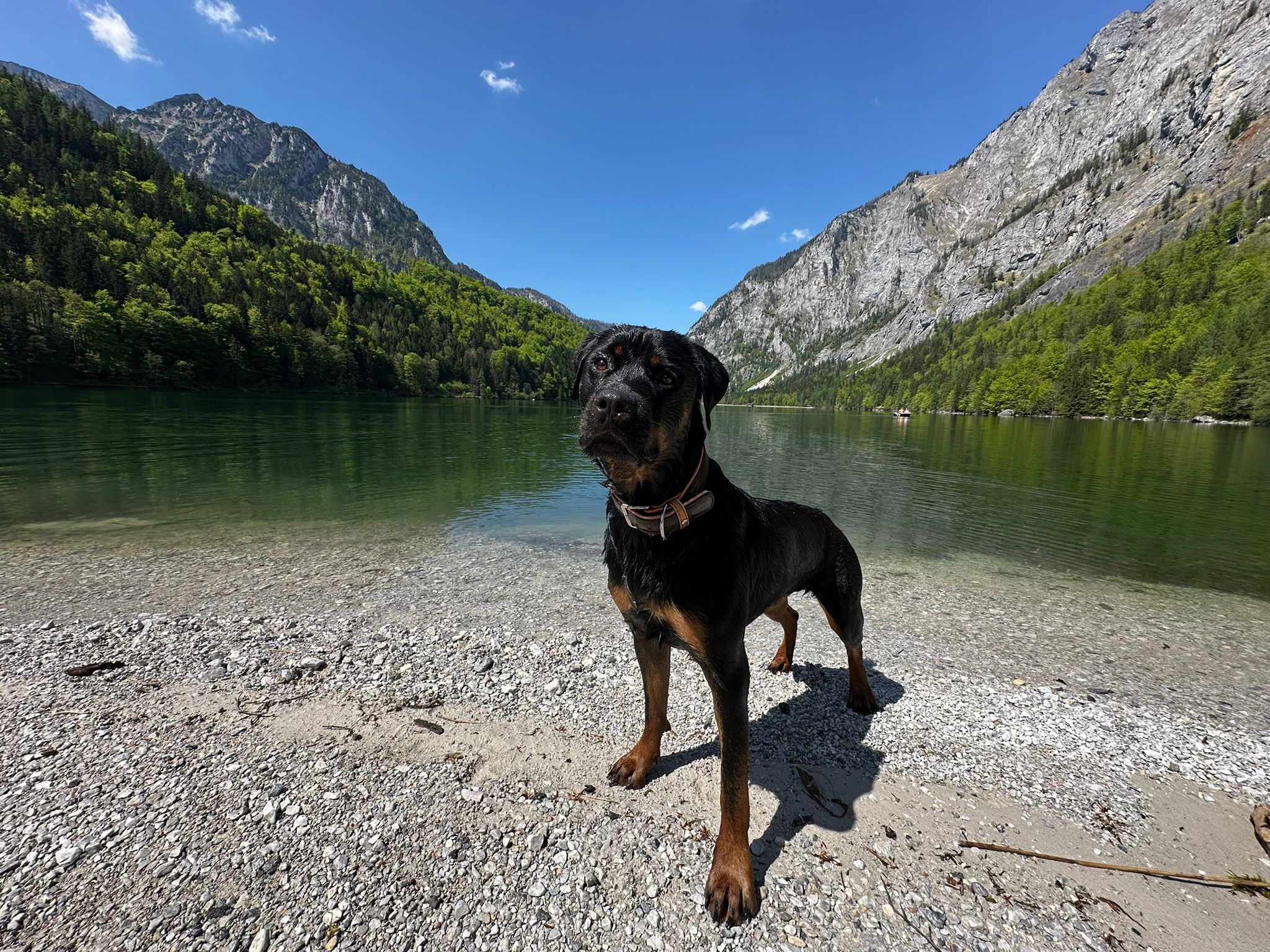 Hund am Ufer Leopoldsteiner See; Bergsee umrahmt von Felsen, Schotterbank