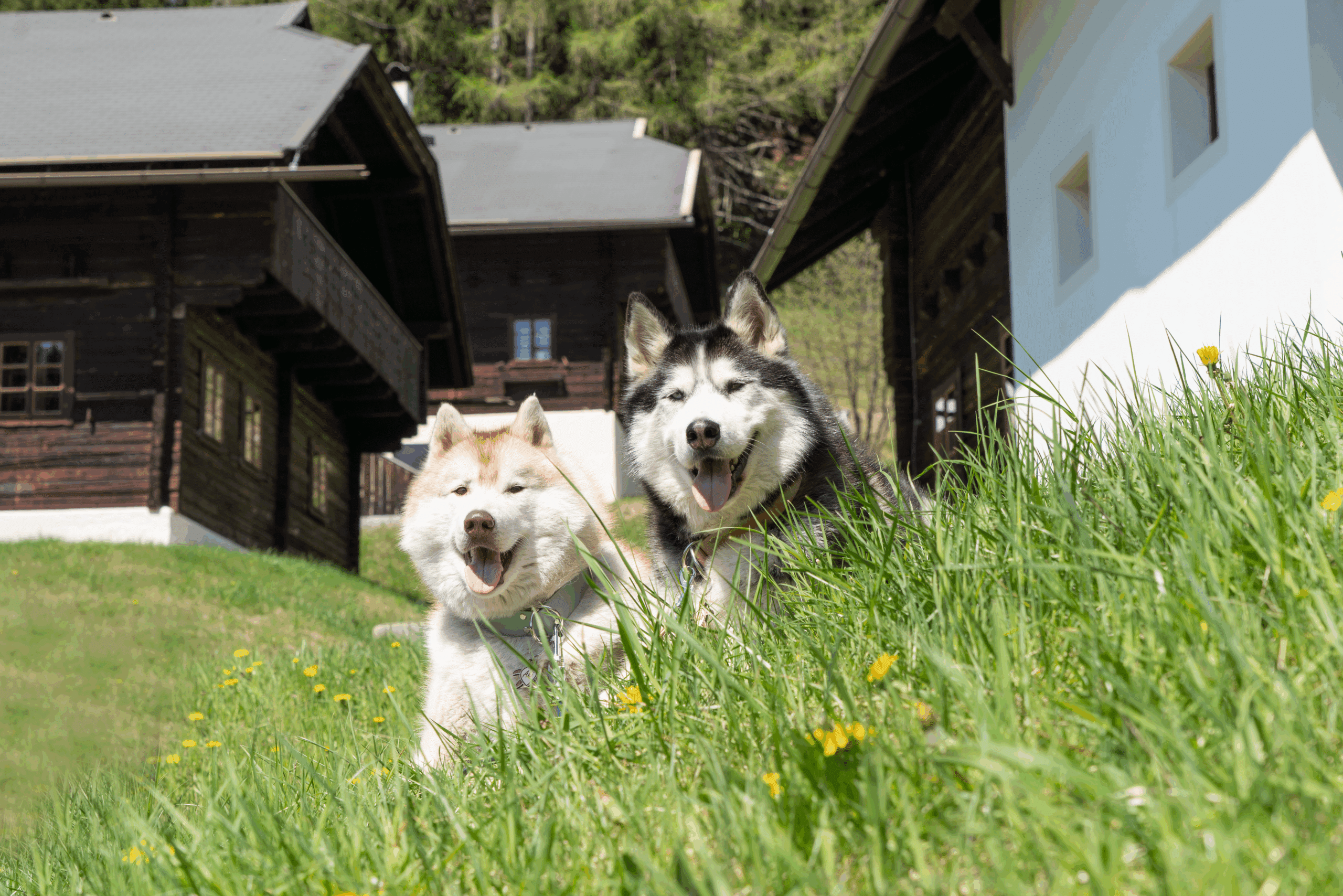 Zwei Huskies sitzen in Wiese vor Feriendorf Beim Oswald in St.Oswald