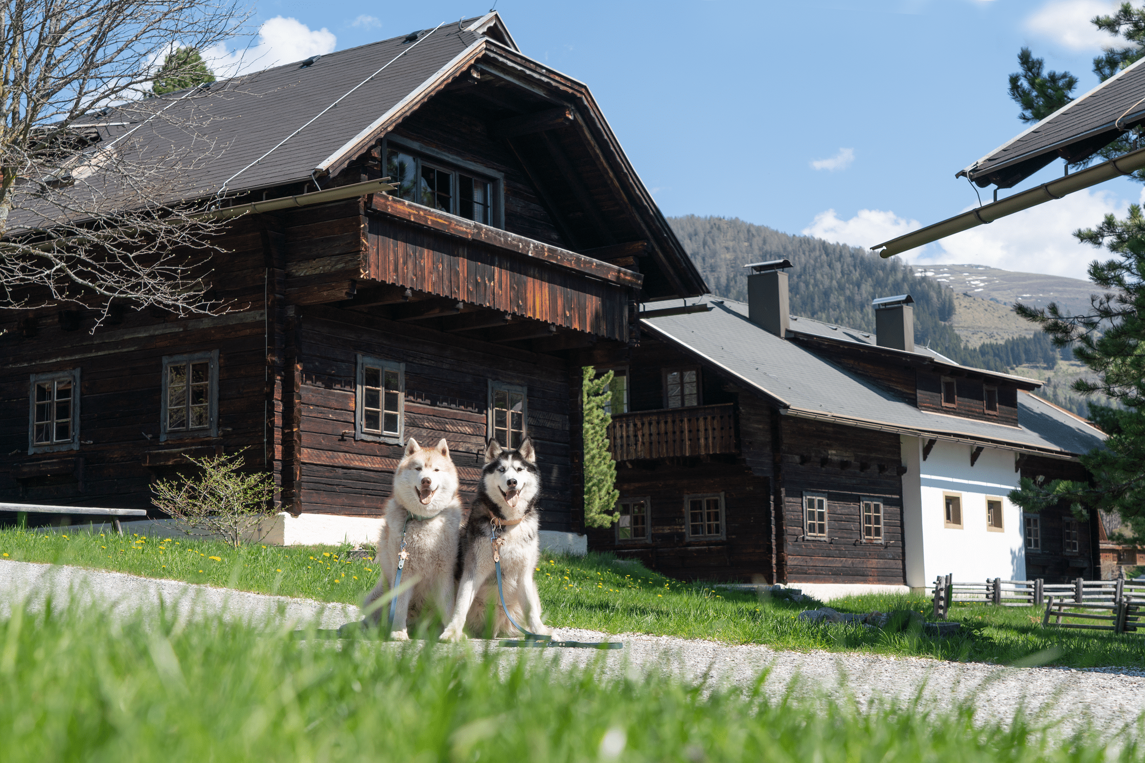Zwei Huskies sitzen in Wiese im Slow Travel Resort Kirchleitn Urlaub mit Hund