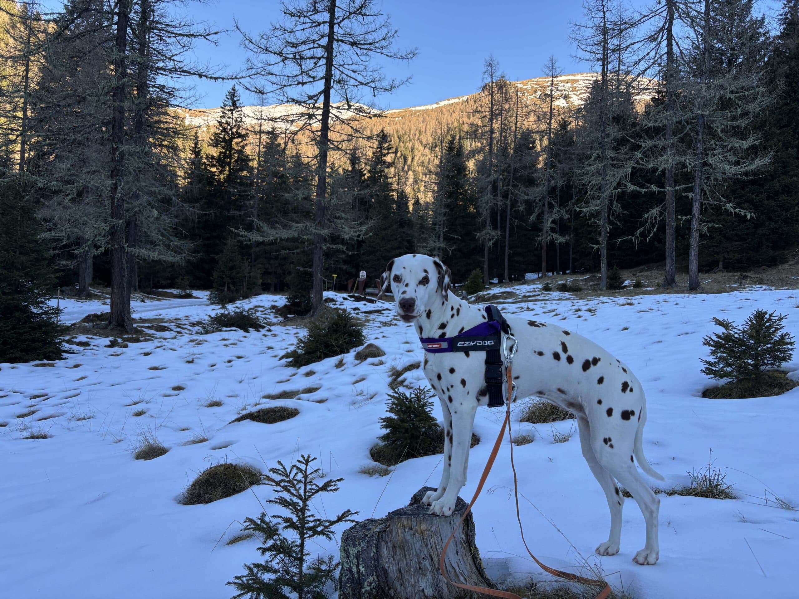 Winterwandern mit Hund zum Falkerthaus und Lärchenhütte