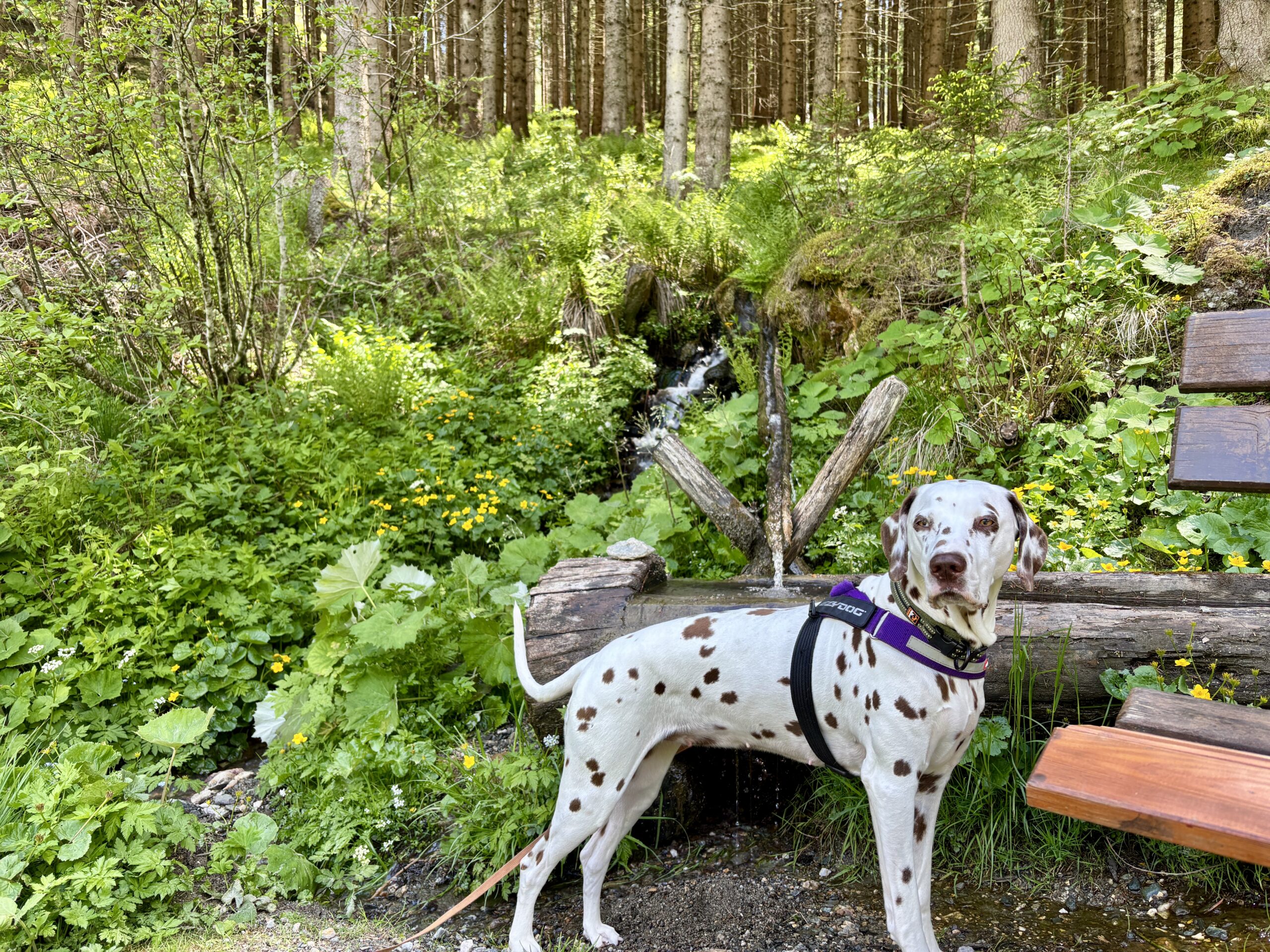 Dalmatiner-Hund steht vor Brunnen im Wald am St.Oswald-Bach Wasserweg