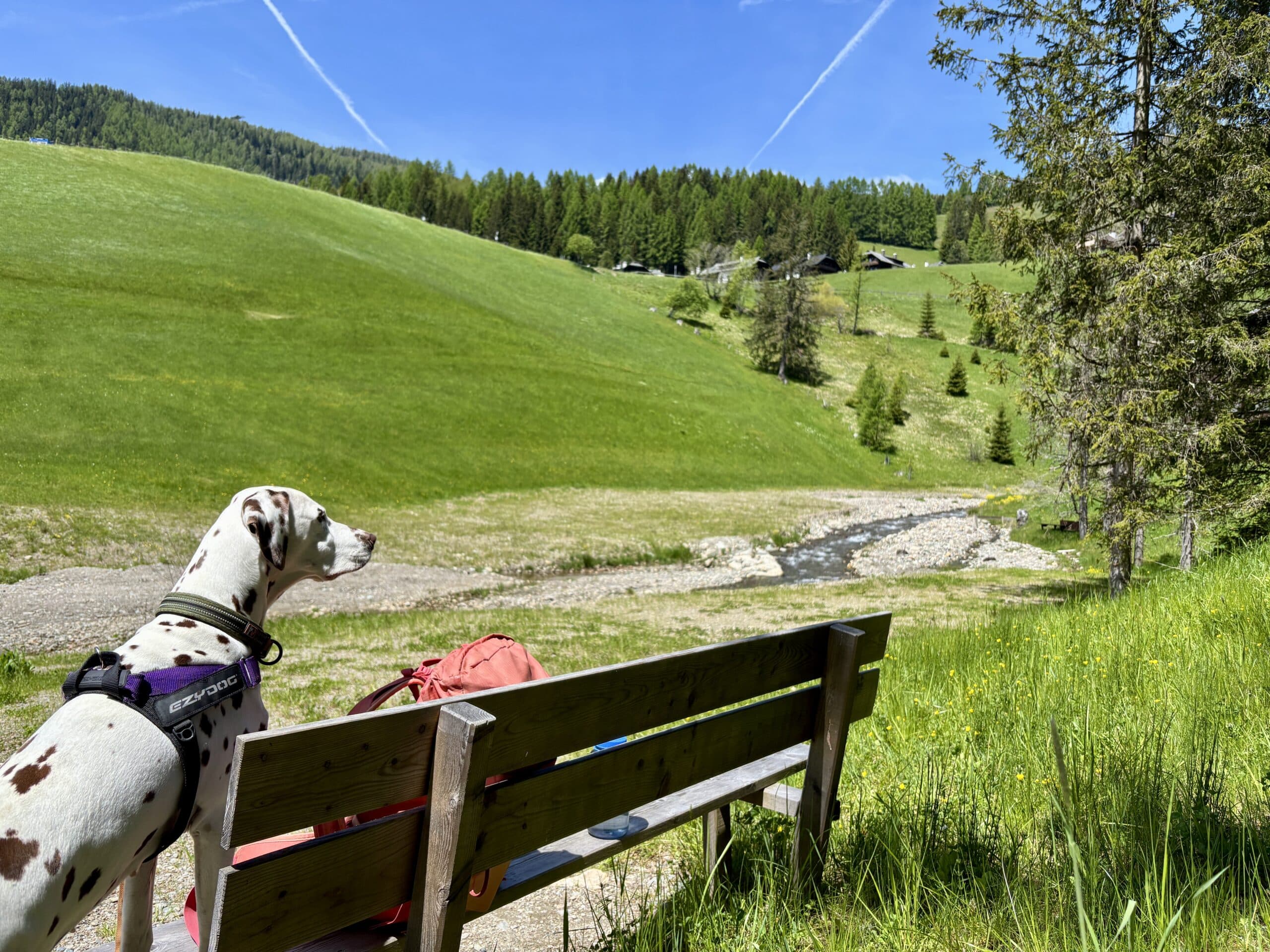 Dalmatiner-Hund steht mit Vorderpfoten auf Sitzbank; Bach und grüne Wiesen St.Oswald