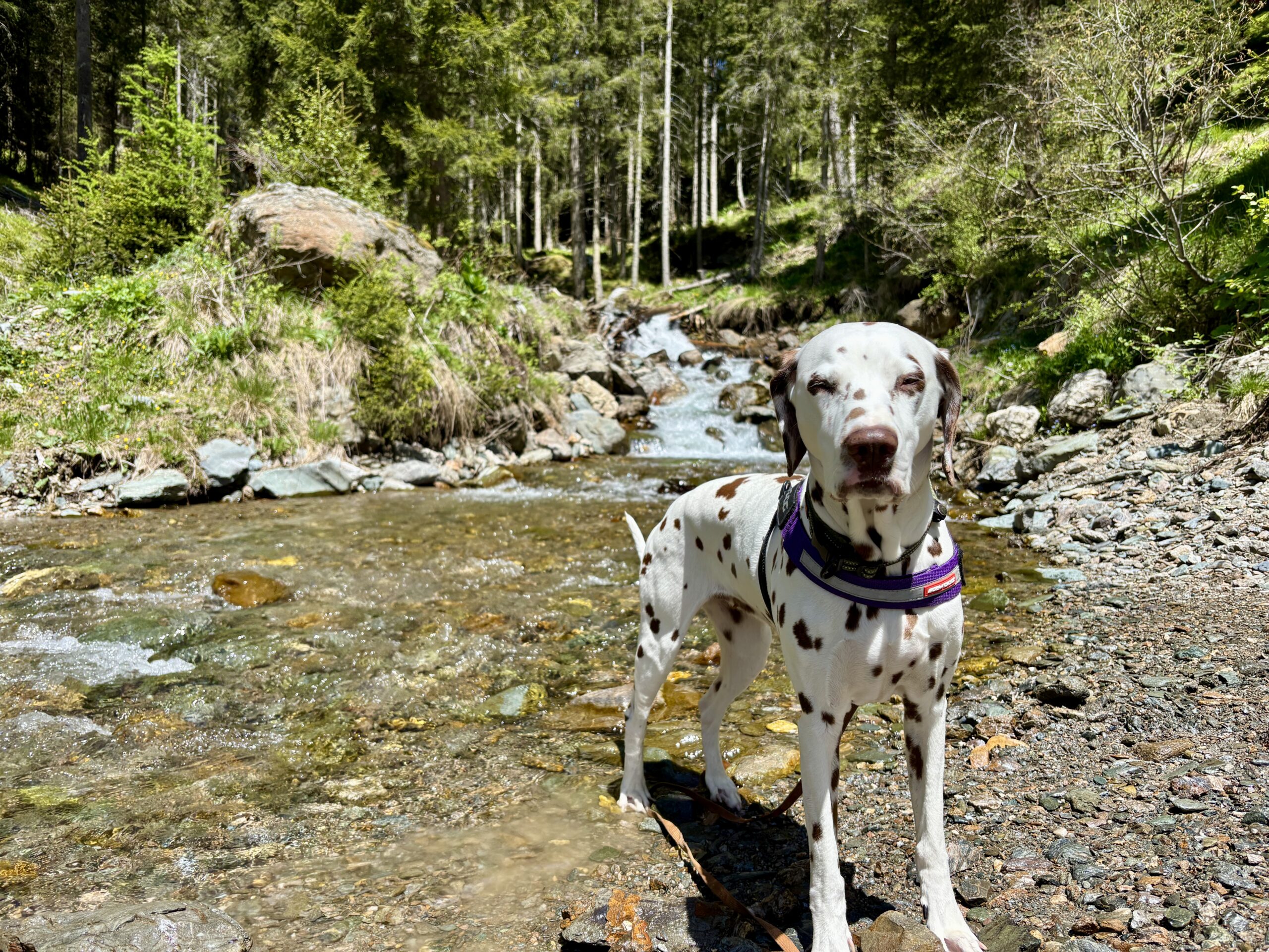 Dalamtiner-Hund steht in Bachbett; Wandern mit Hund in St.Oswald