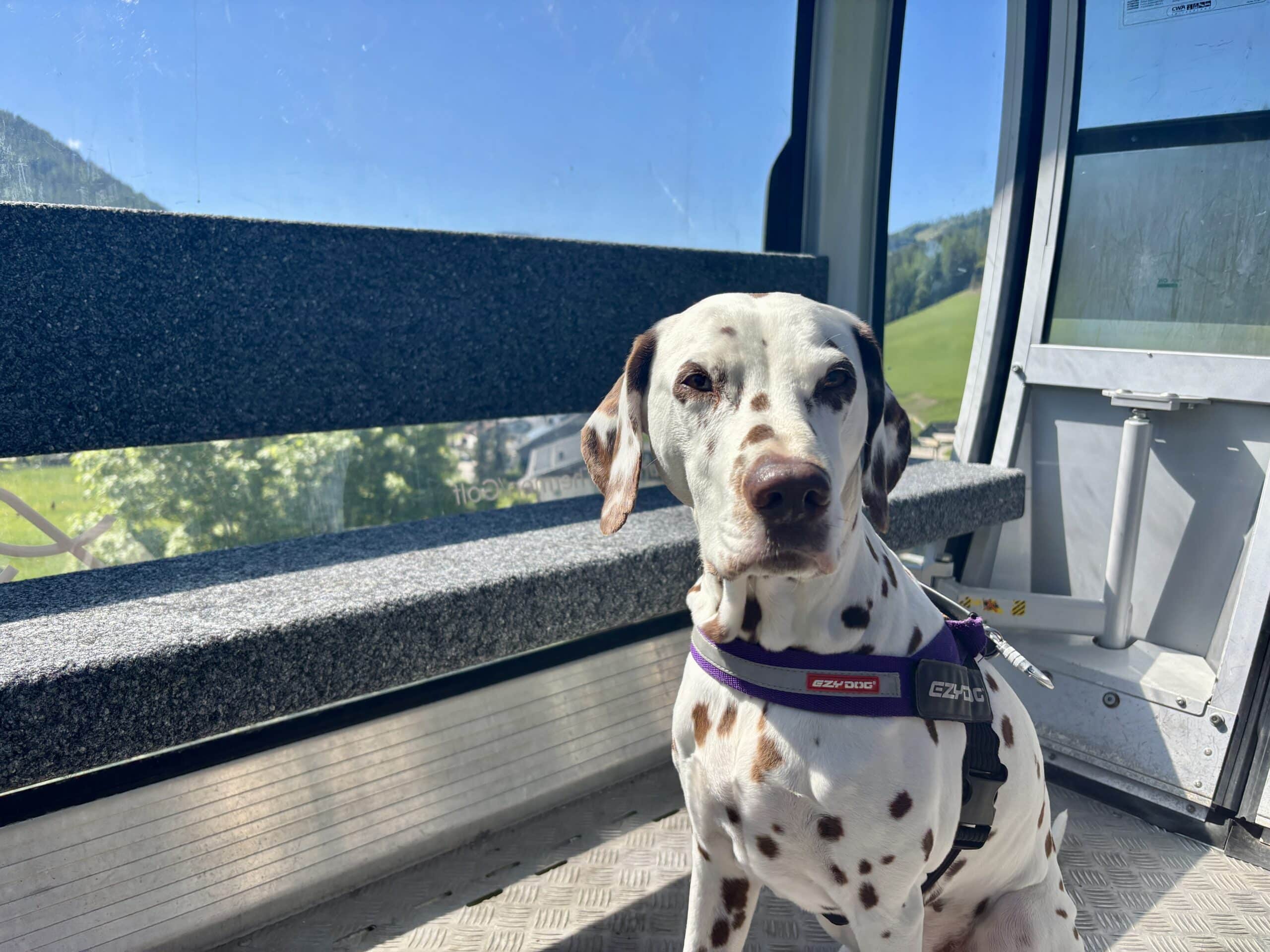 Dalmatiner-Hund sitzt in Gondel Brunnachbahn St.Oswald in Kärnten
