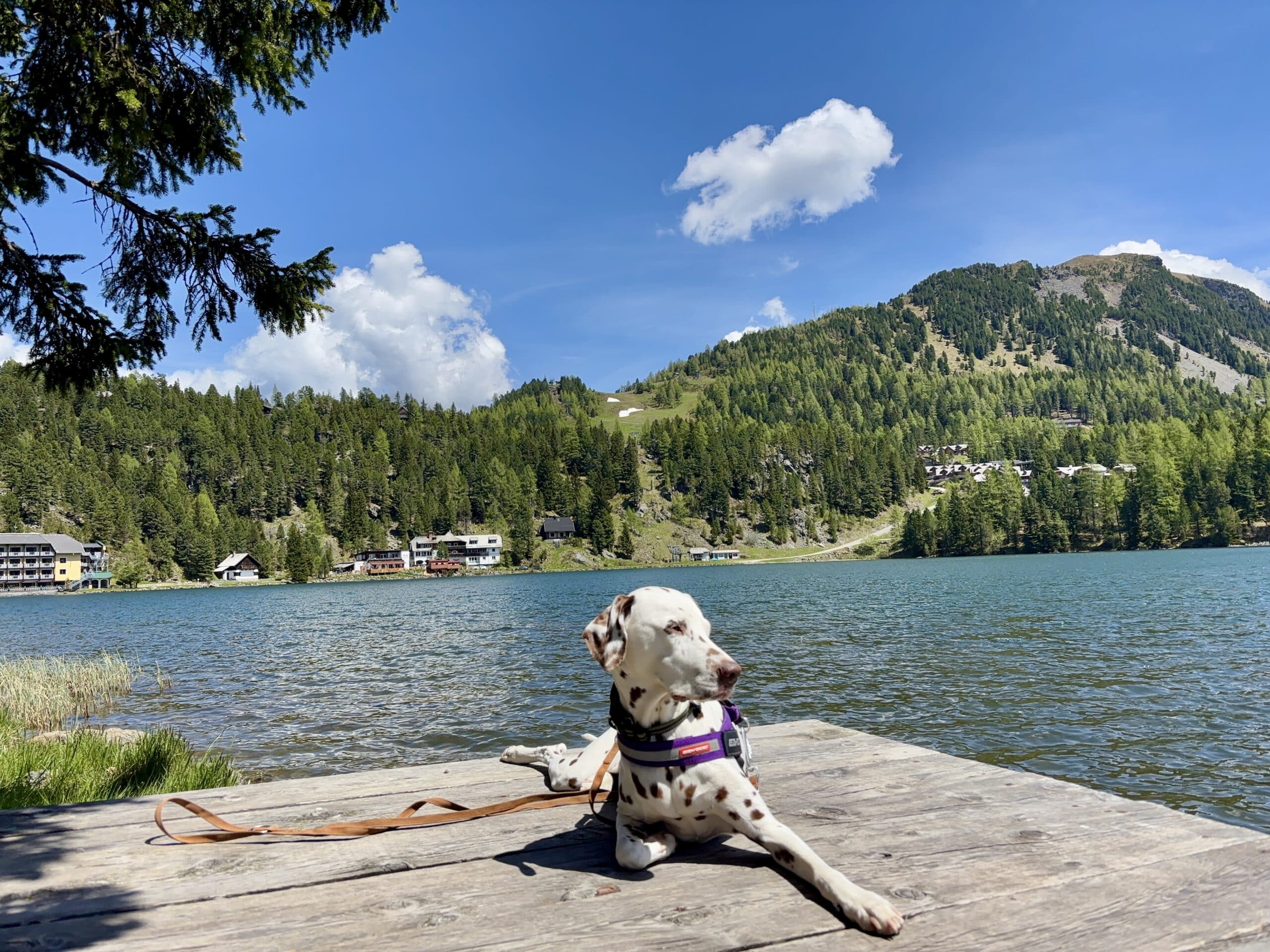 Dalmatiner-Hund liegt auf Holzsteg am Turrachsee; Baden und Ausflug mit Hund