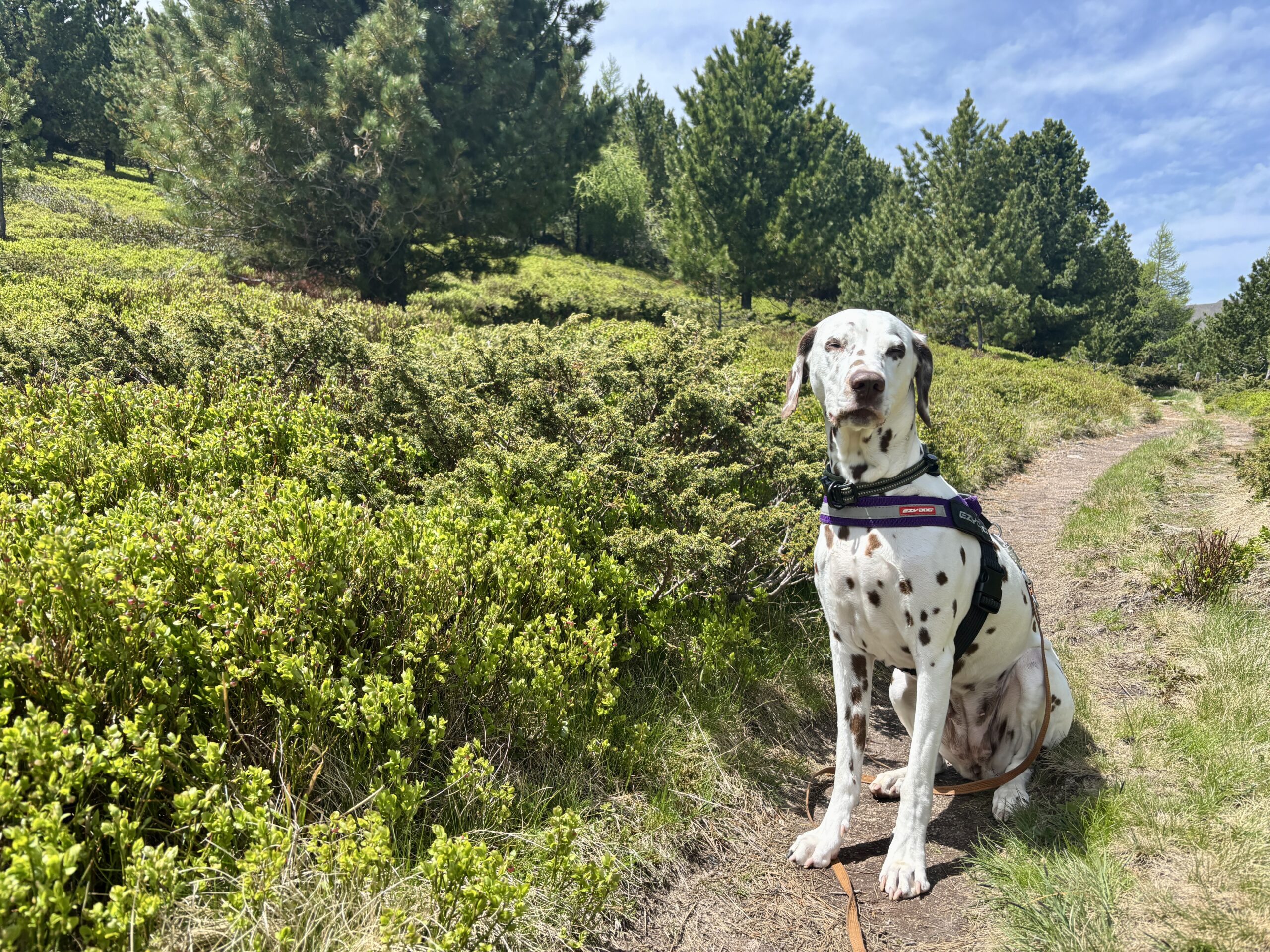 Dalmatiner-Hund sitzt auf Wanderweg Sabathyalm-Winterleiten