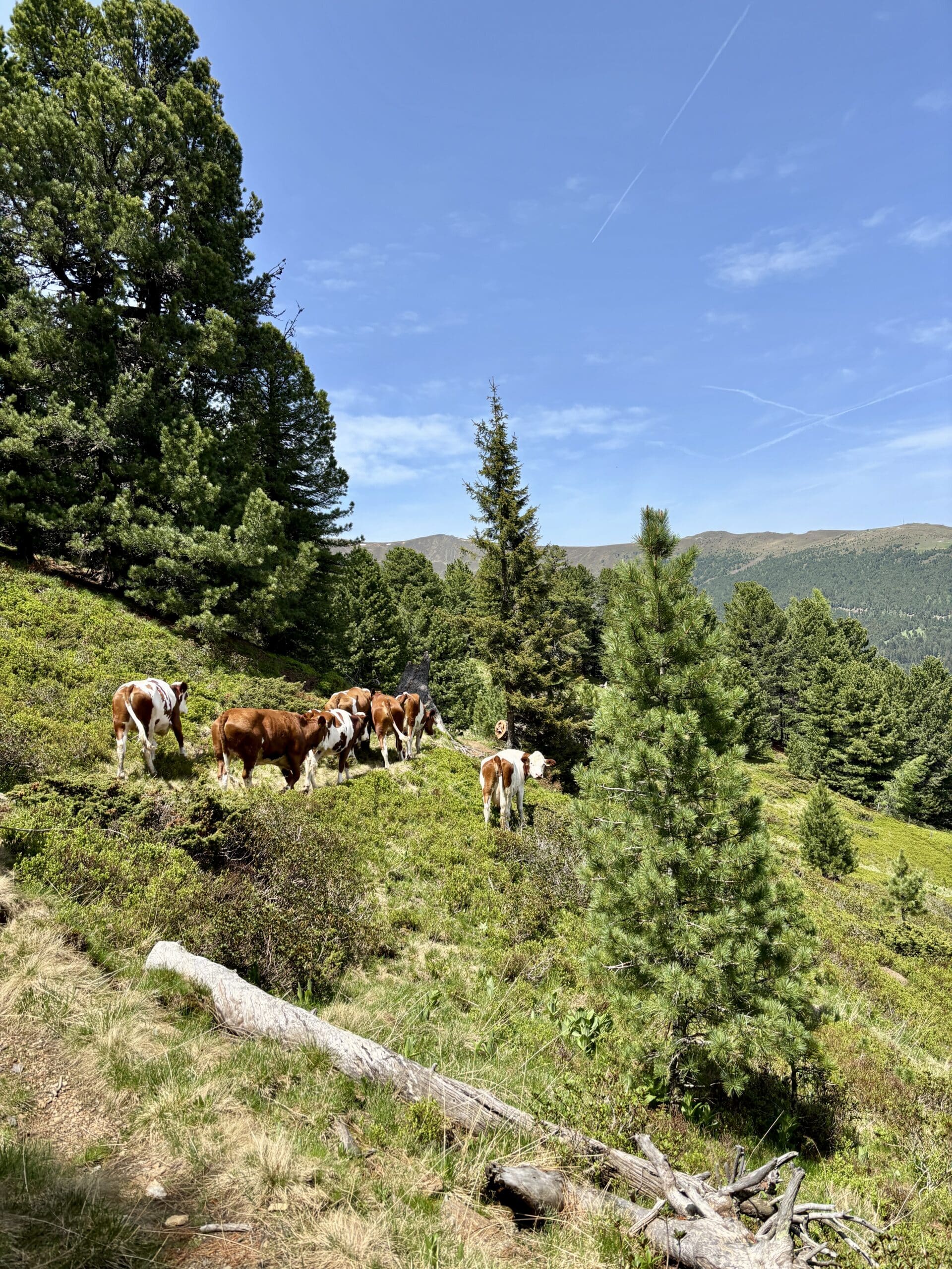Kühe am Wanderweg zwischen Sabathyalm und Winterleiten