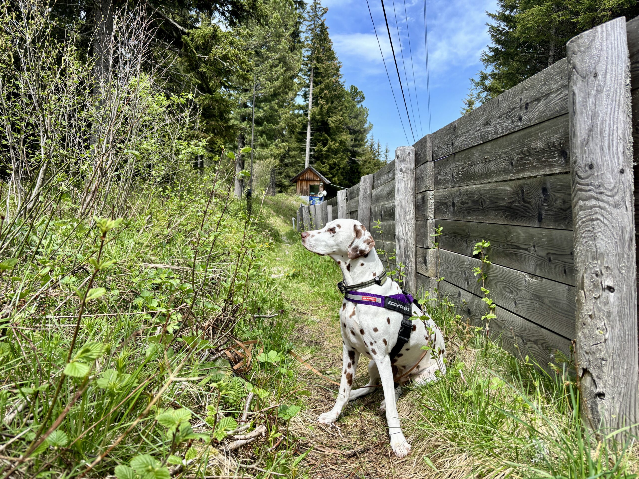 Hund sitzt auf Wanderweg Sabathyalm-Winterleiten, Holzzaun