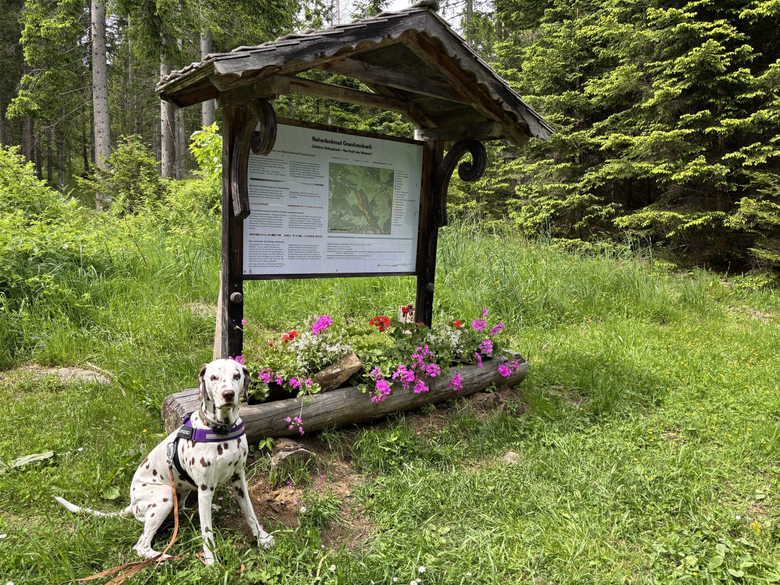 Naturdenkmal Grantitzenbach mit Hund; Hund sitzt vor Infotafel