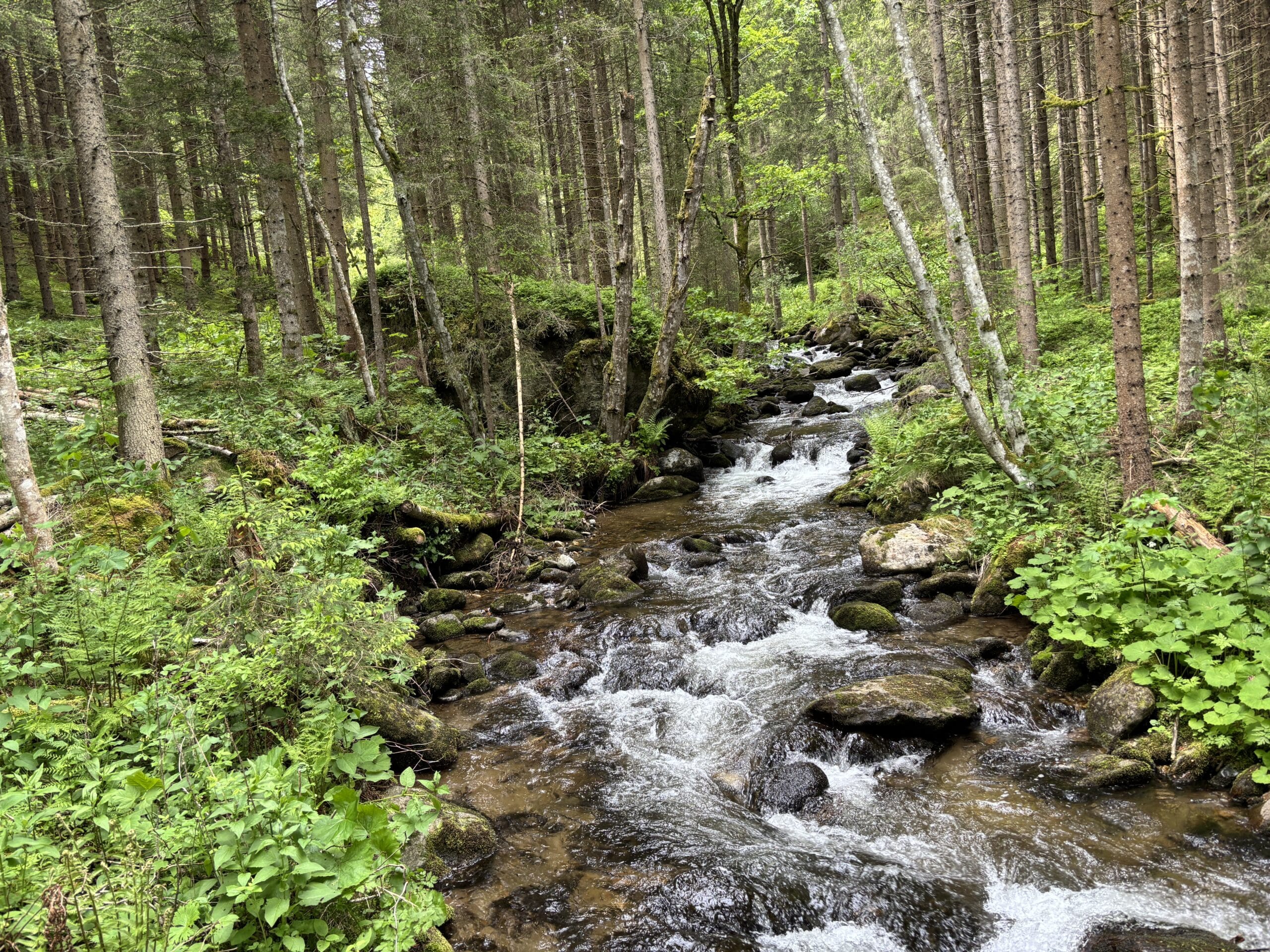 Gebirgsbach Granitzenbach