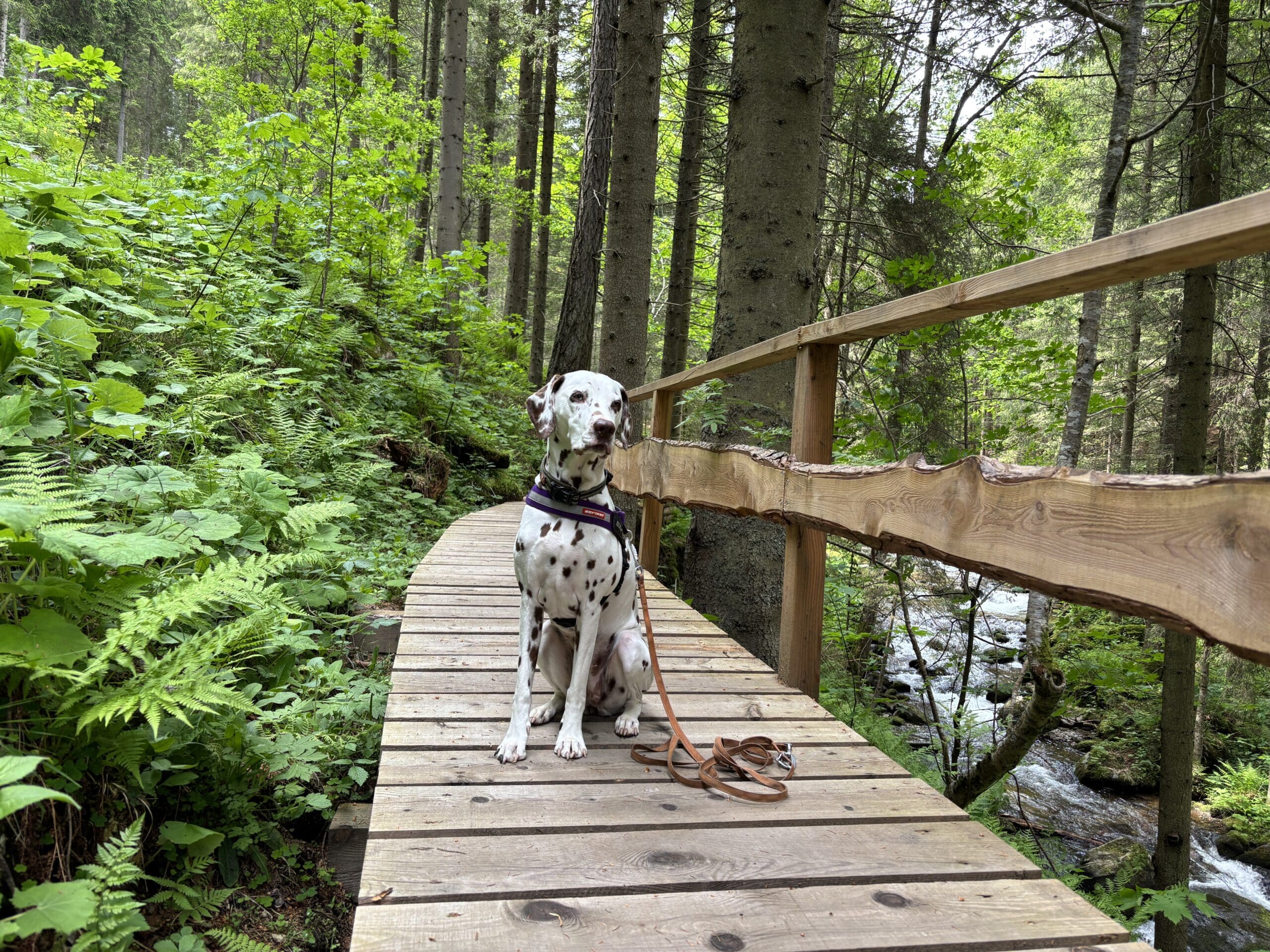 Holzstege am Wanderweg Granitzenbach; Hund sitzt