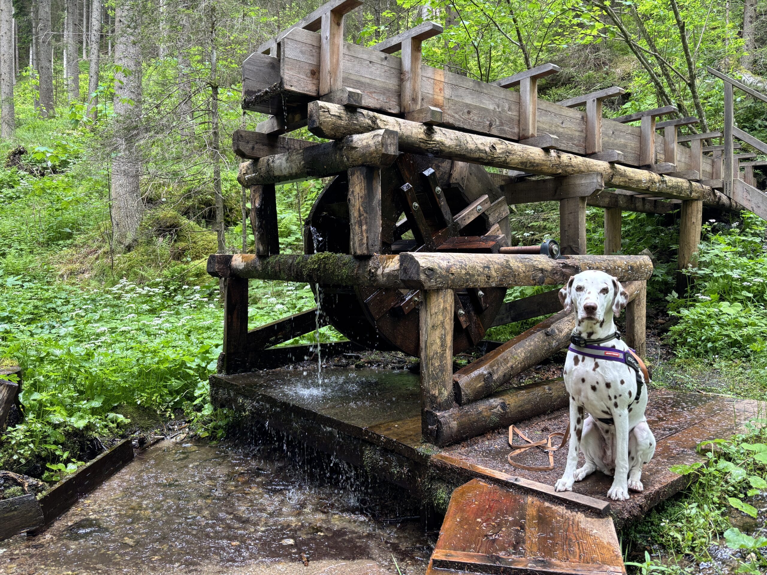 Hund sitzt vor Schaumühle Granitzenbach