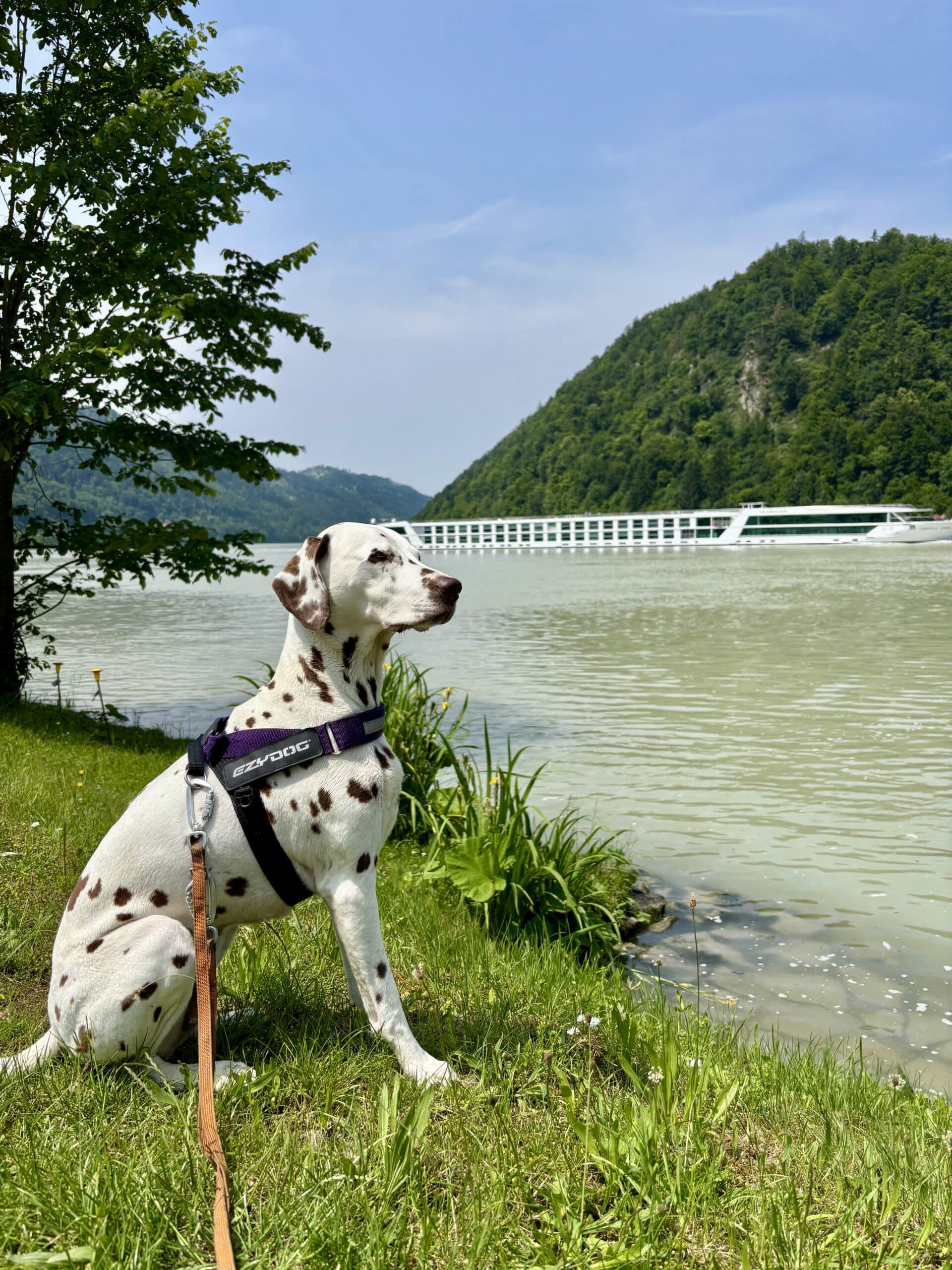 Dalmatiner sitzt am Donauufer Schlögener Schlinge
