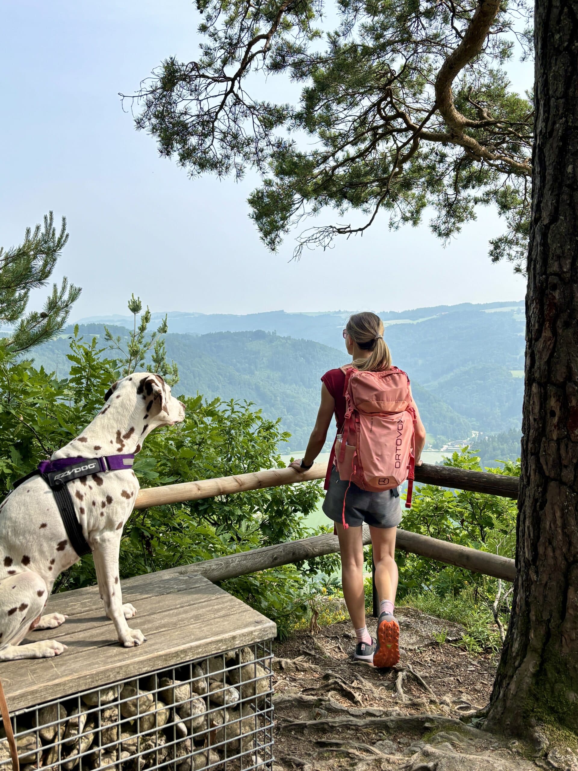 Aussichtspunkt Steiner Felsen, Frau mit Hund, Blick auf Schögener Schlinge