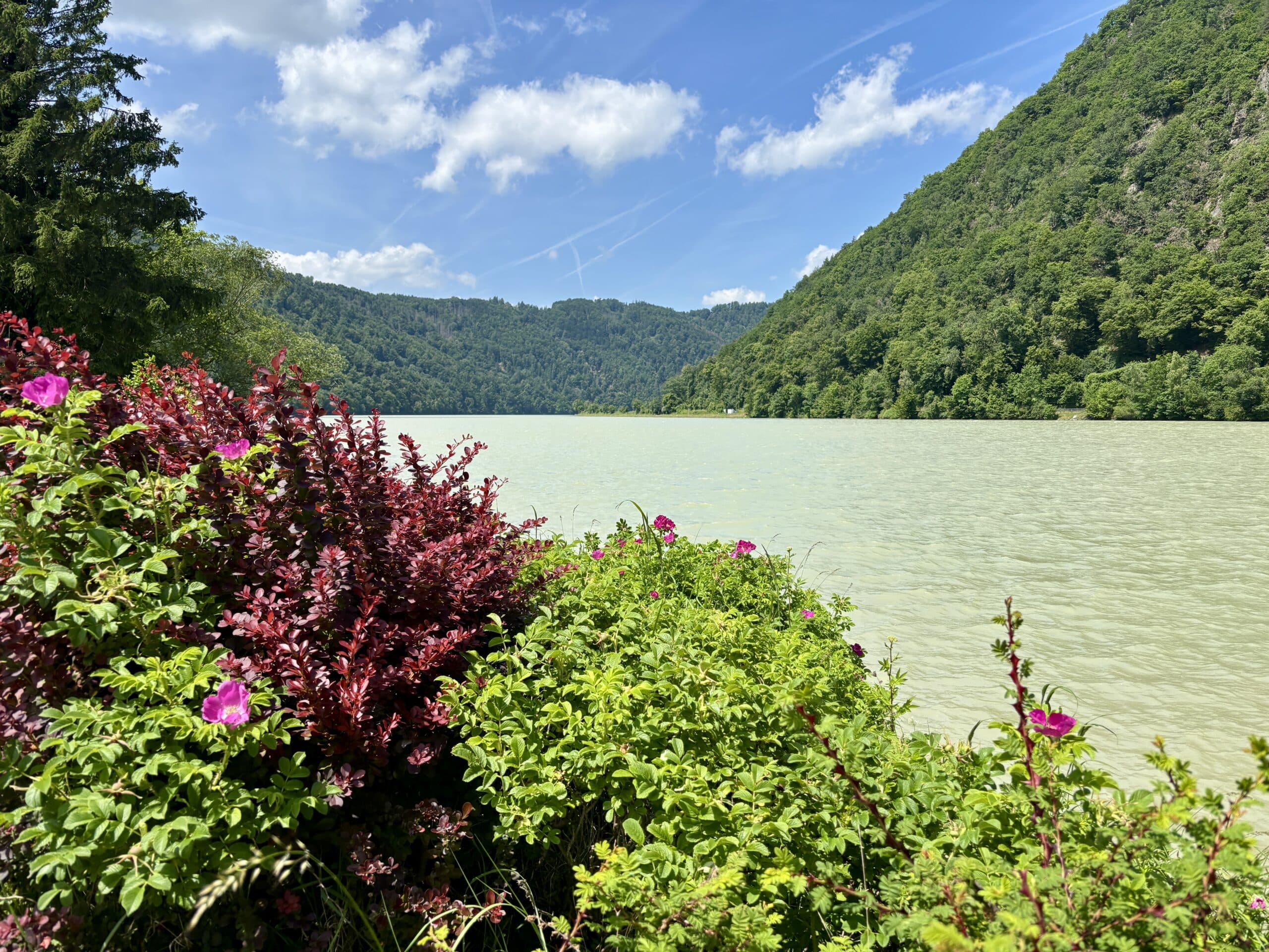 Ufer und Pflanzen im Sommer Schlögener Schlinge Donaz