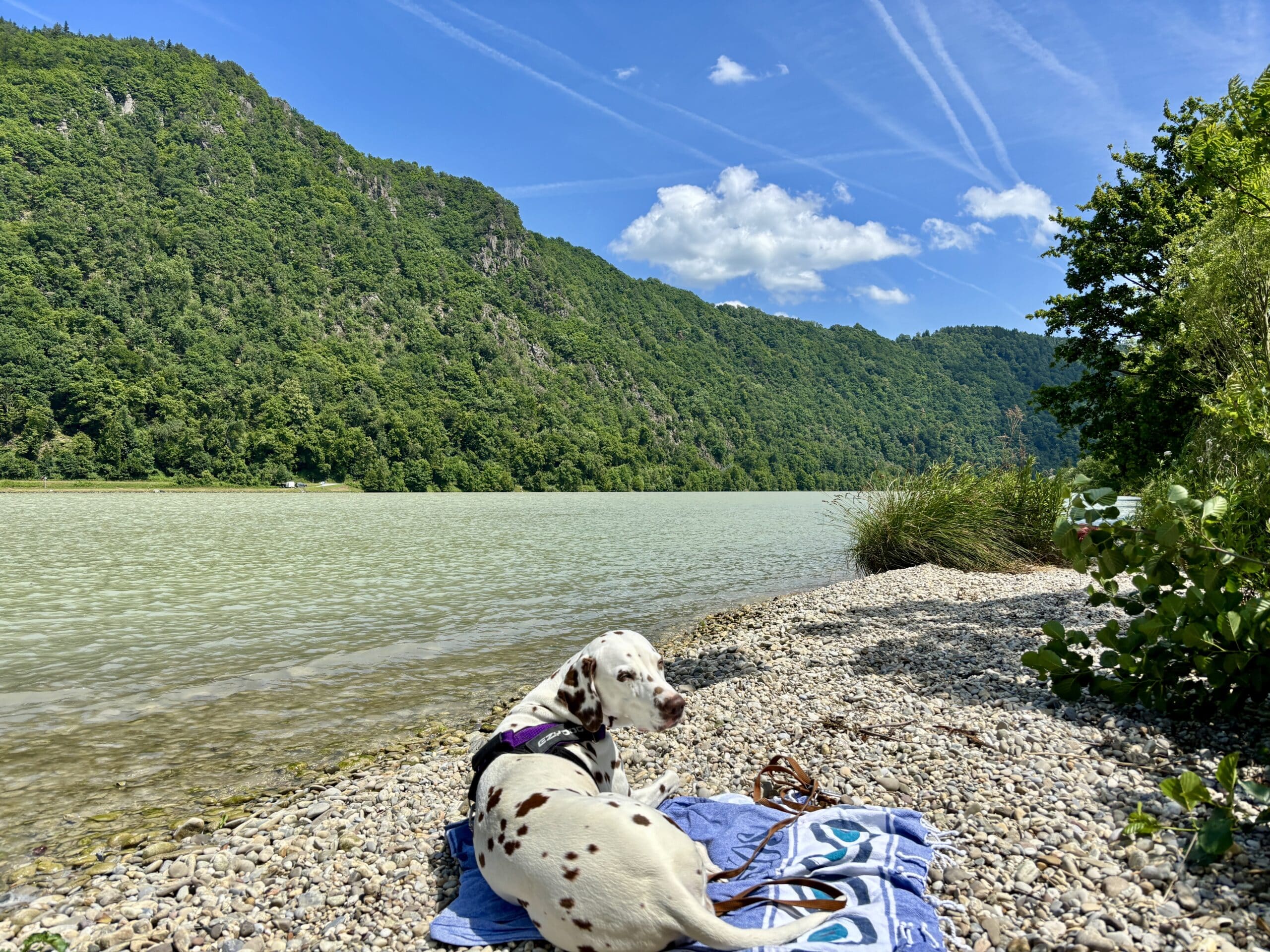 Schotterbank Donauufer Schlögener Schlinge mit Hund