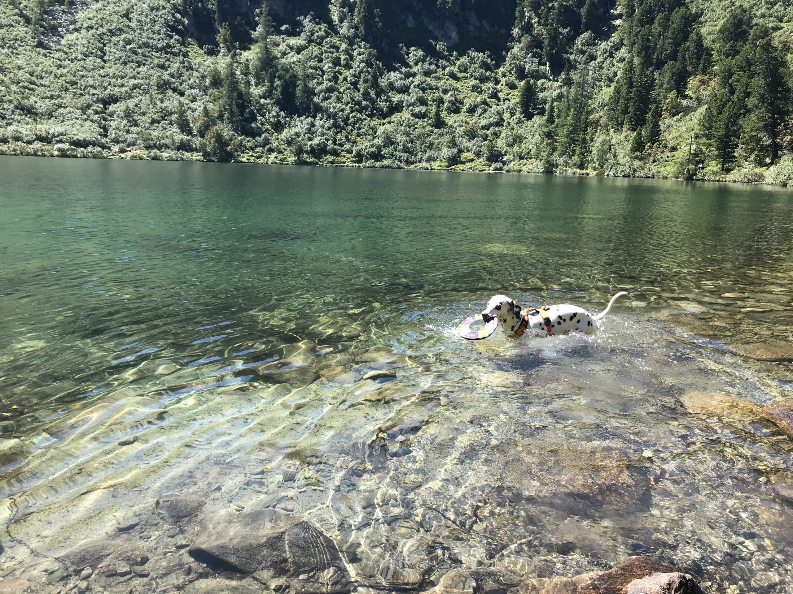 Hund schwimmt im Großen Scheibelsee in Hohentauern