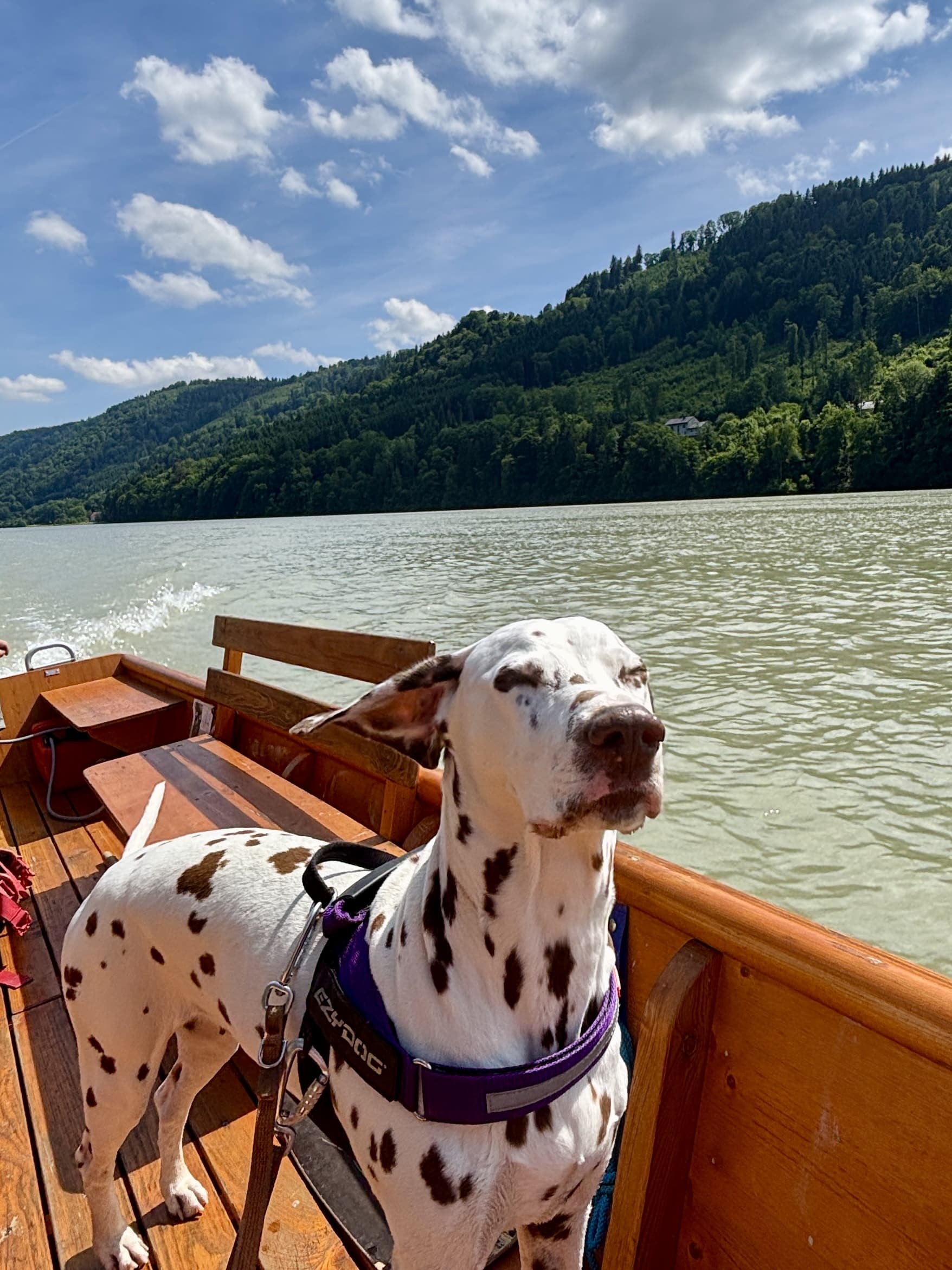 Zillenfahrt mit Hund Donauschlinge