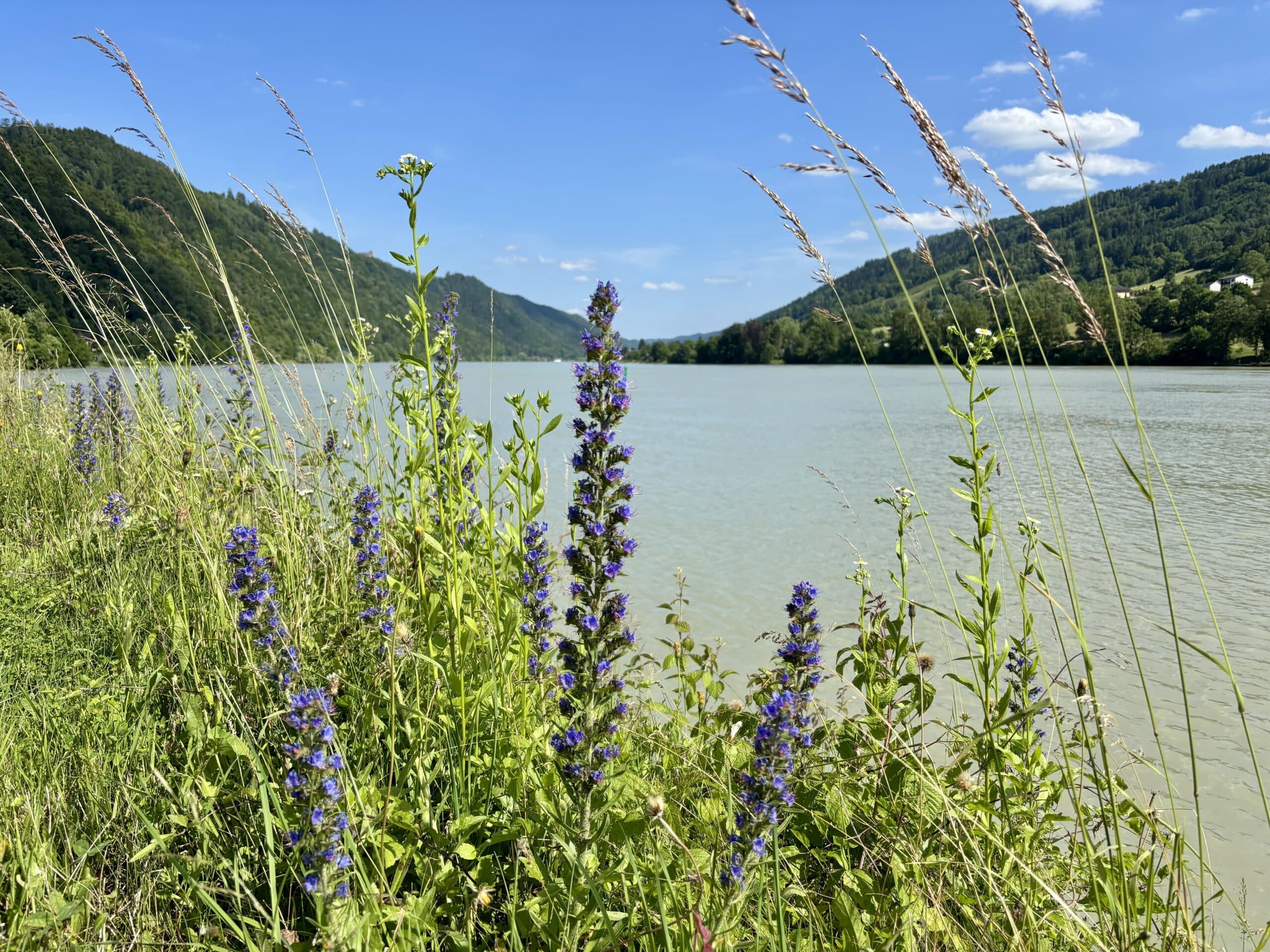 Donau im Sommer, Blumen, Schlögener Schlinge
