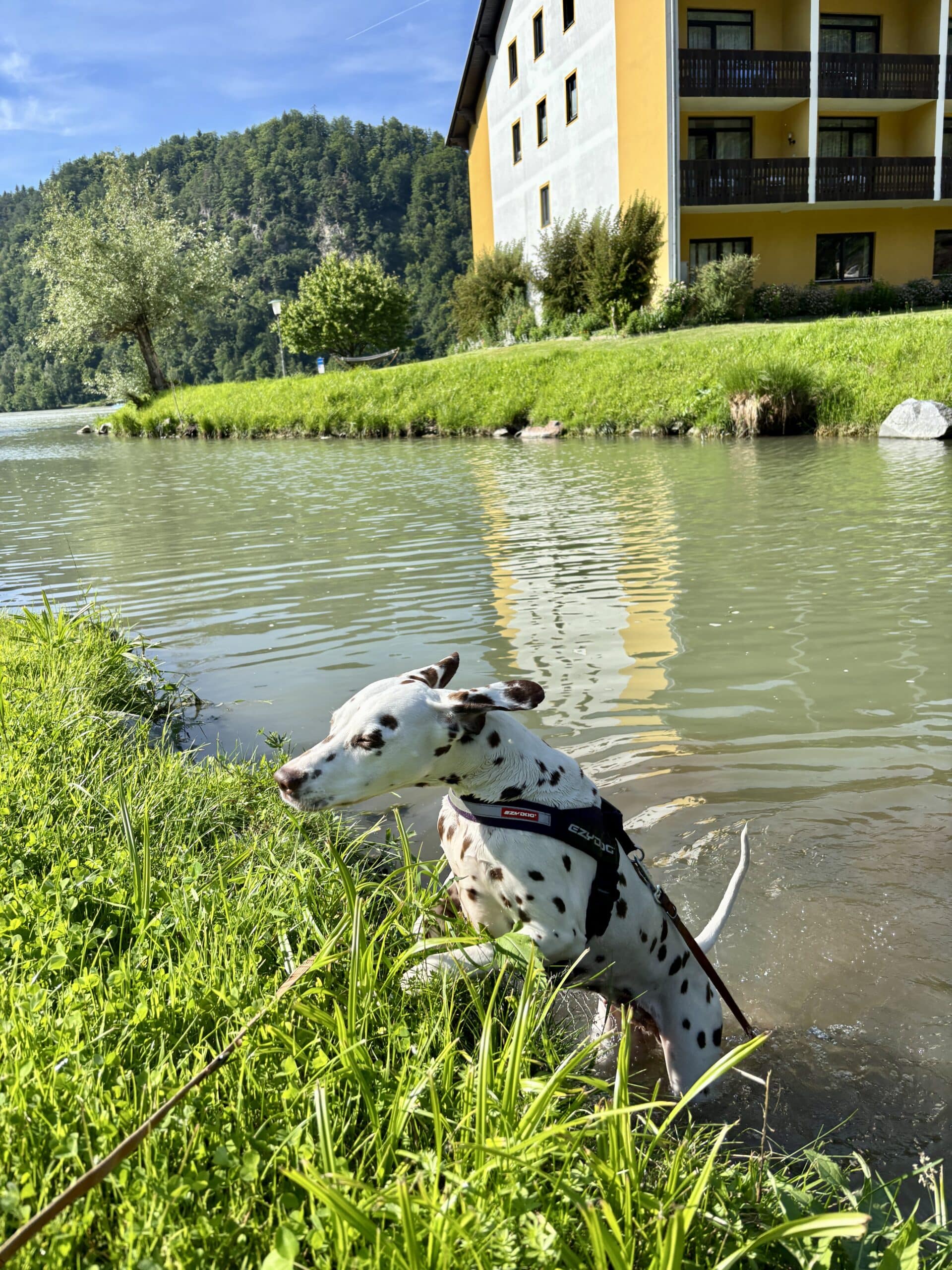 Hund badet in Seitenarm der Donau vor Riverresort Donauschlinge