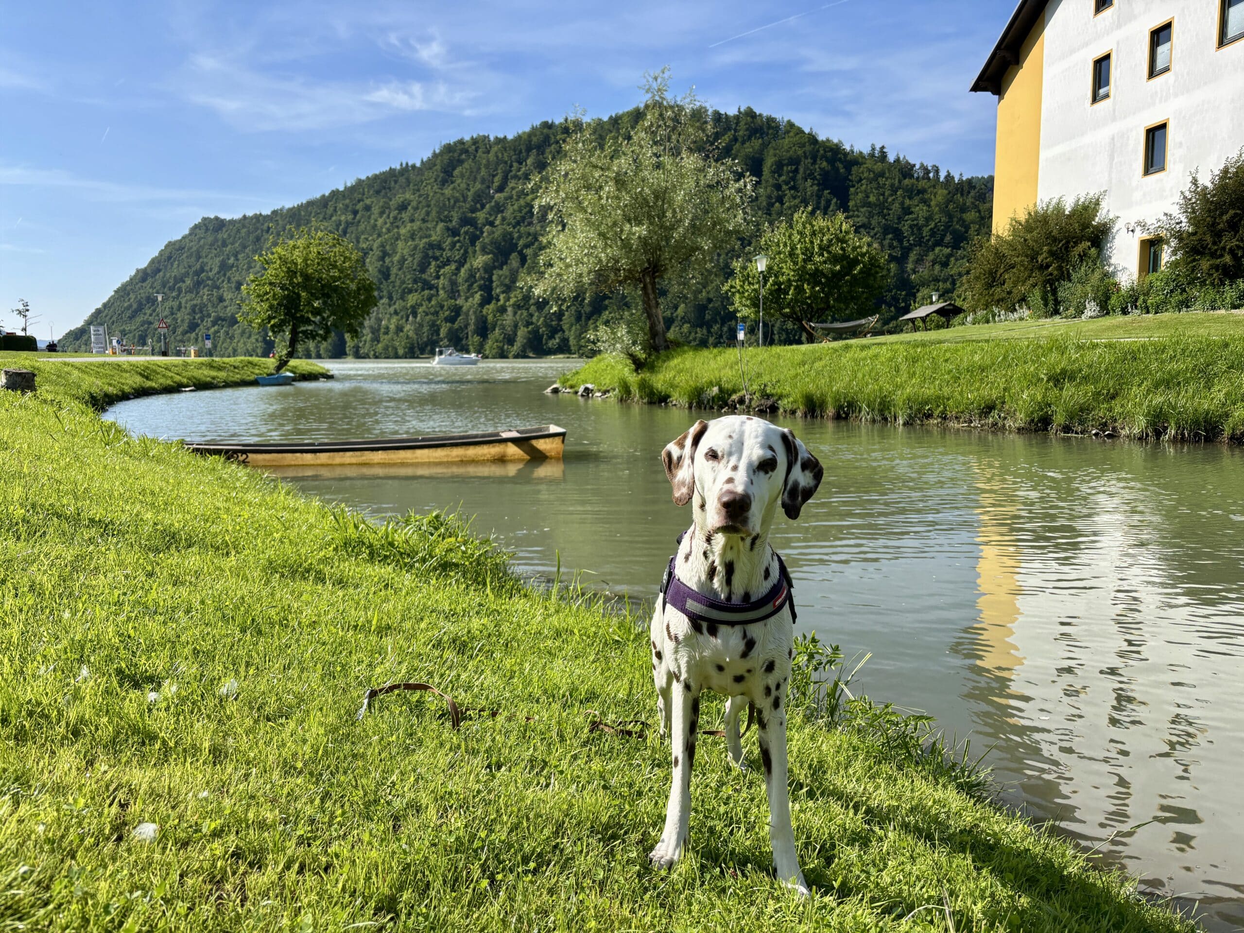 Hund steht an Ufer Seitenarm Donau Schlögener Schlinge