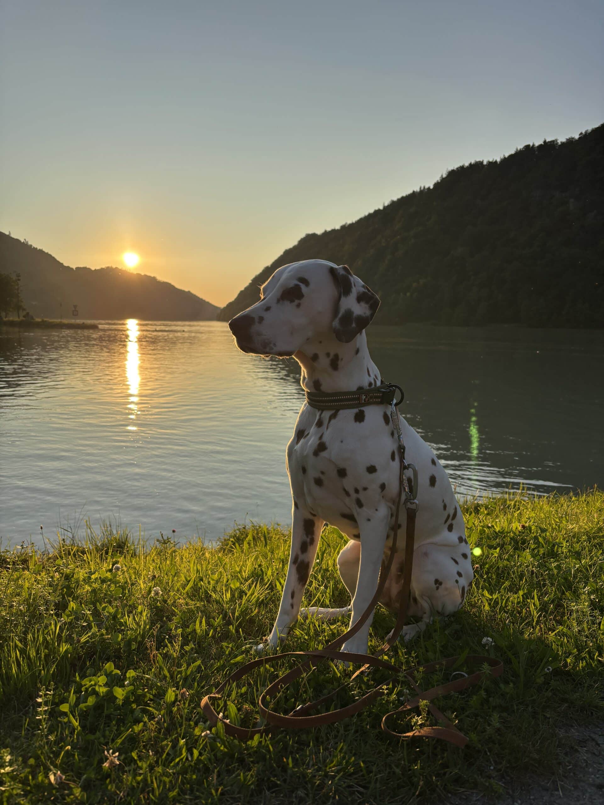 Hund sitzt bei Sonnenuntergang am Ufer der Schlögener Schlinge Donau