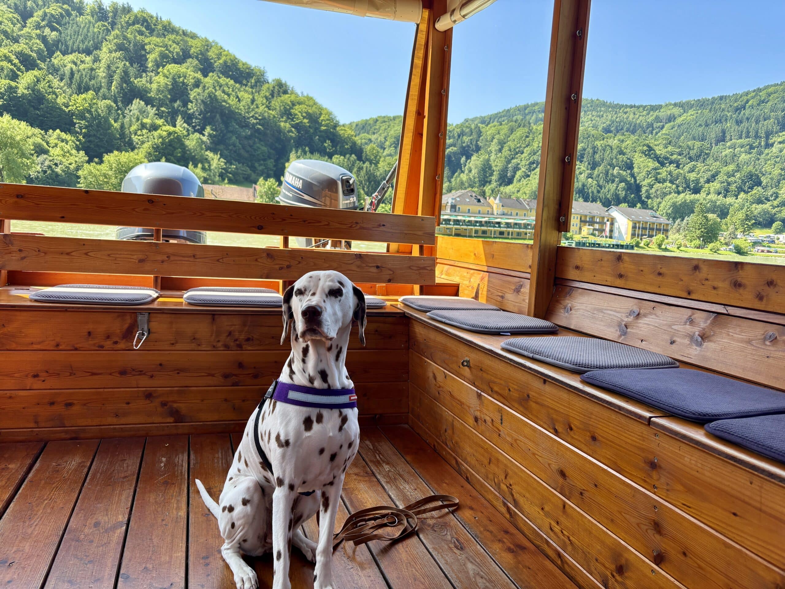 Hund sitzt auf Fähre "Donaubus" in der Schlögener Schlinge