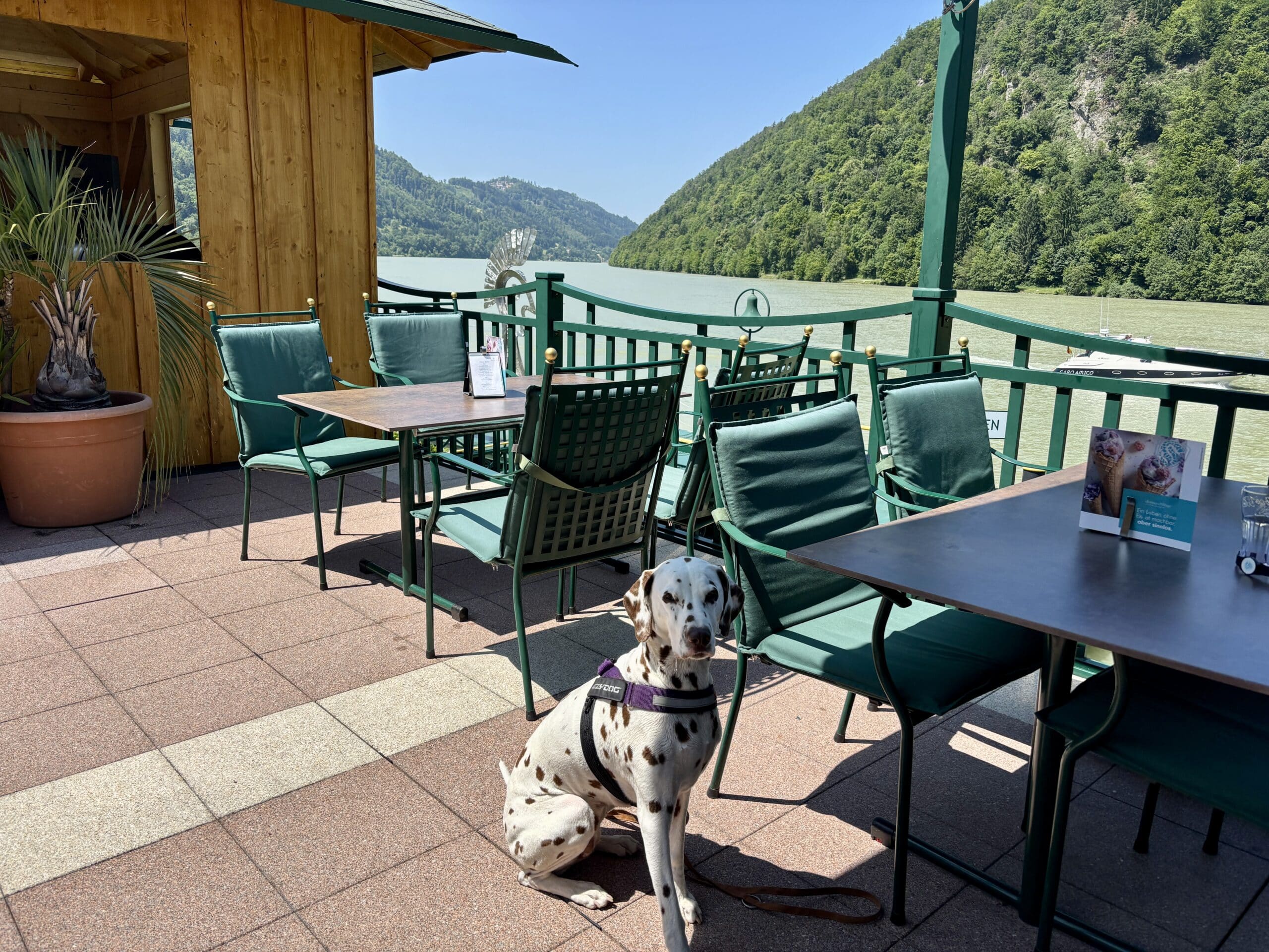 Restaurant Terrasse Riverresort Donauschlinge Hund