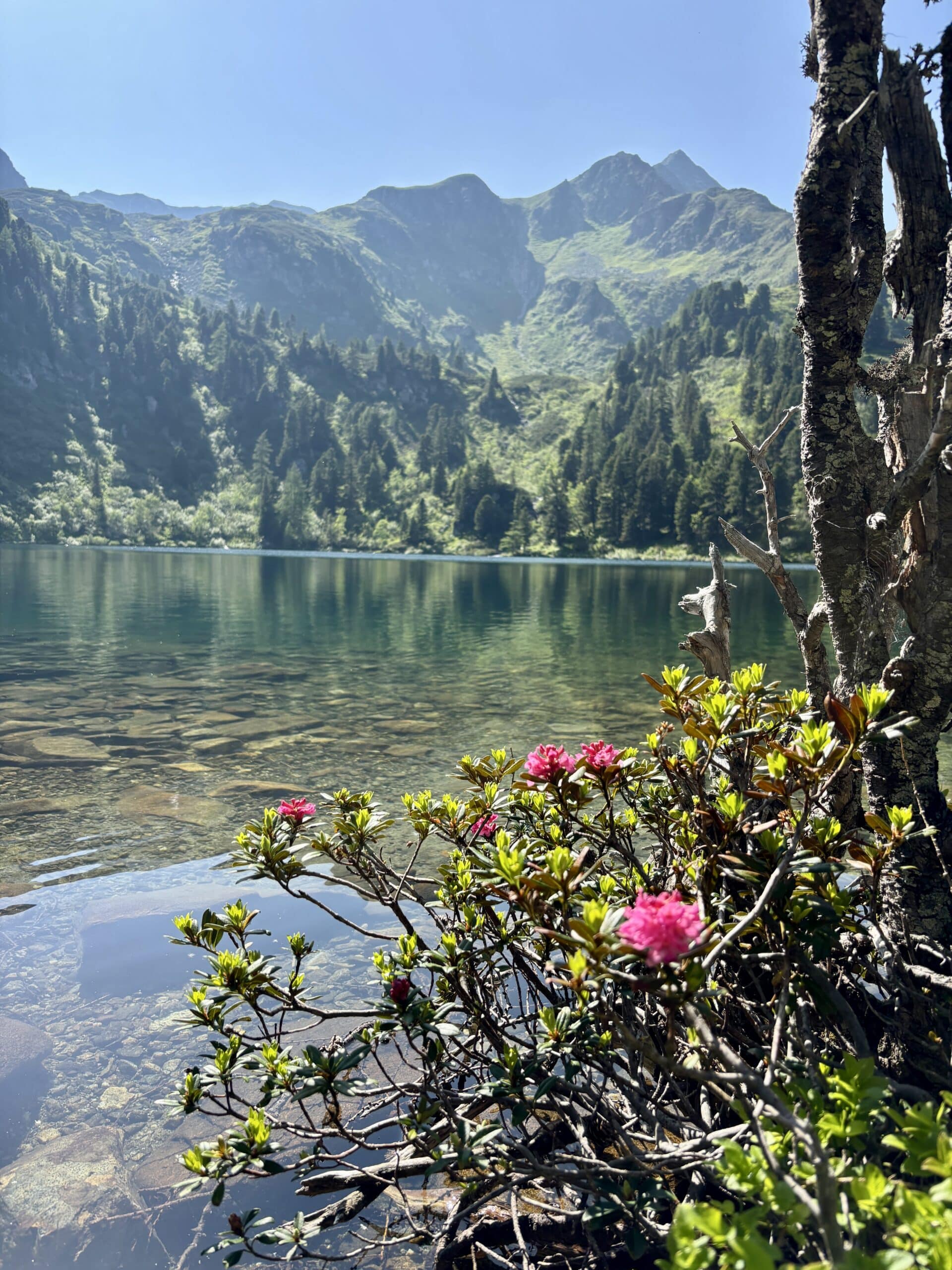 Großer Scheibelsee in Hohentauern im Sommer