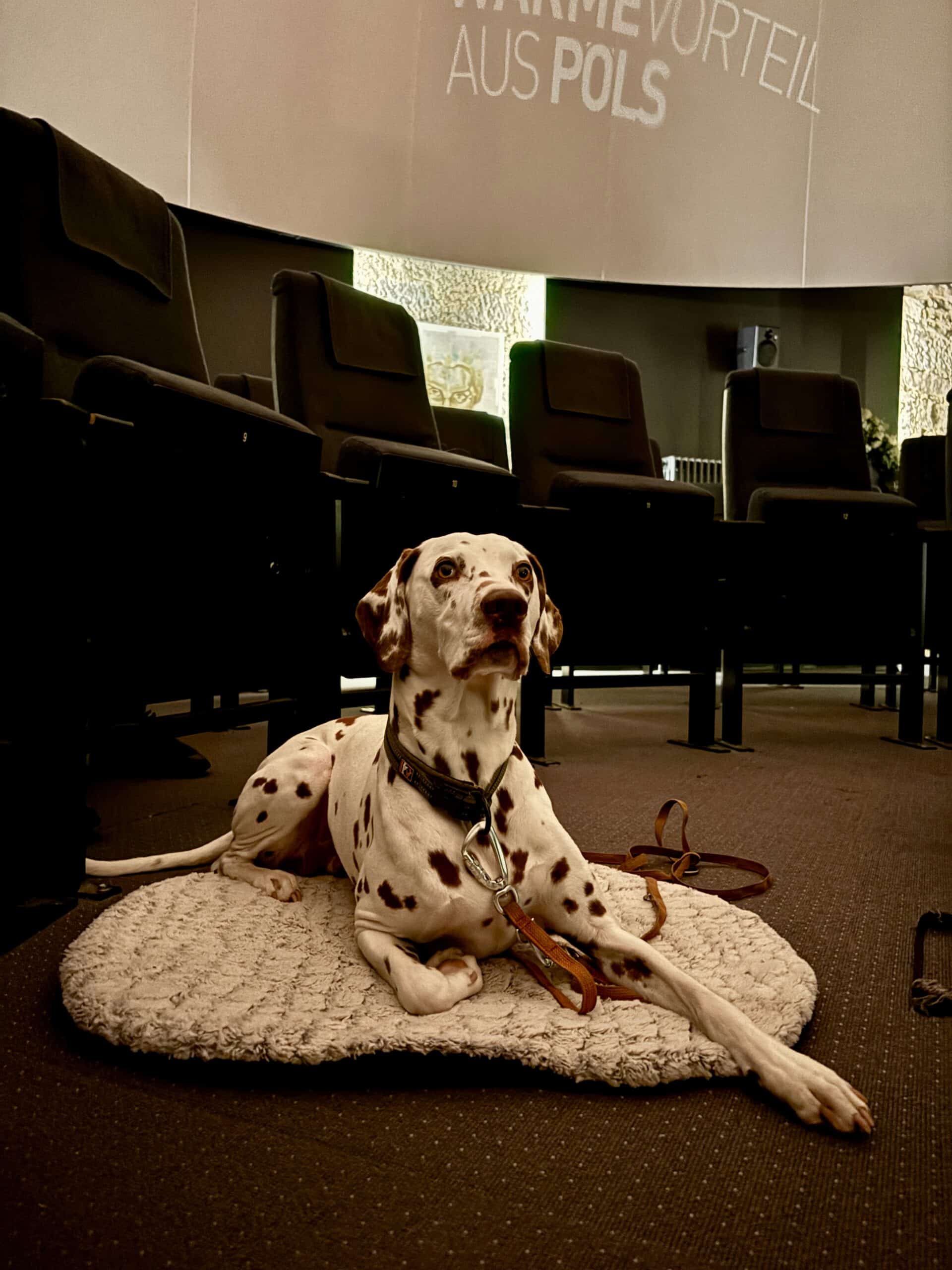 Hund im Sternenturm Planetarium Judenburg