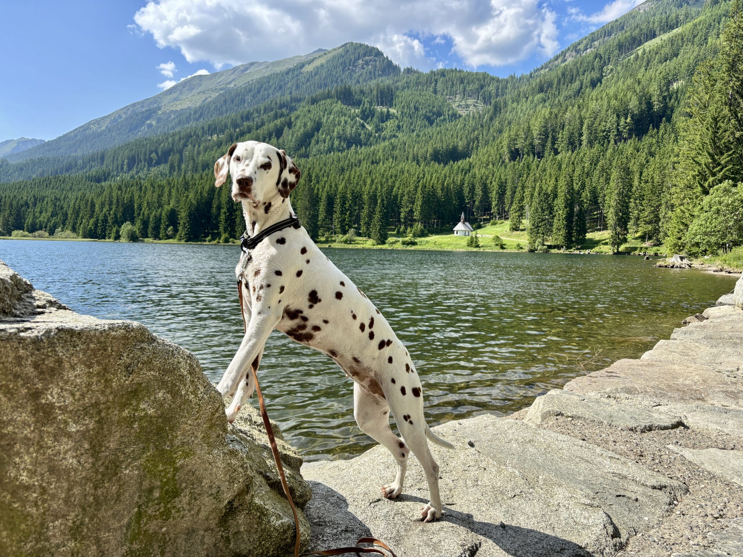 Ingeringsee im Murtal mit Hund; Dalmatiner steht auf Felsen am Seeufer