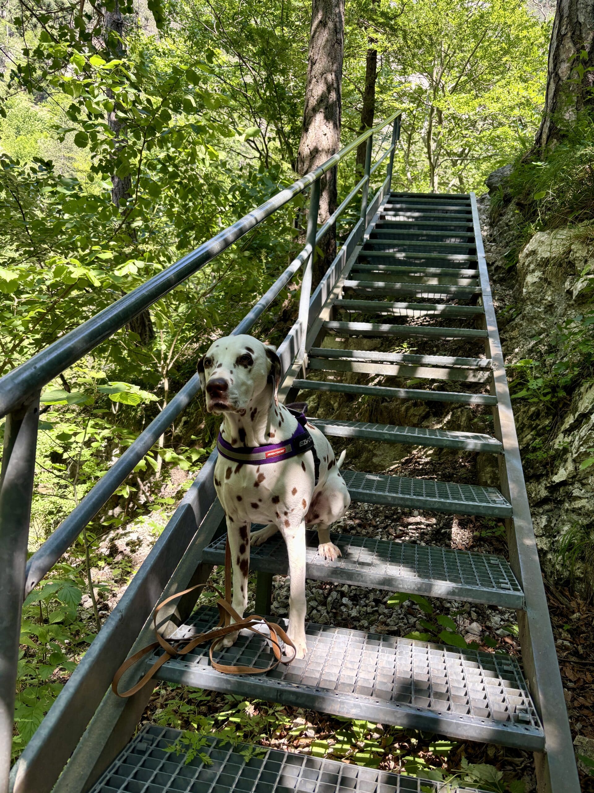 Wandern mit Hund am 1. Wiener Wasserleitungsweg, Metallgitter am Weg
