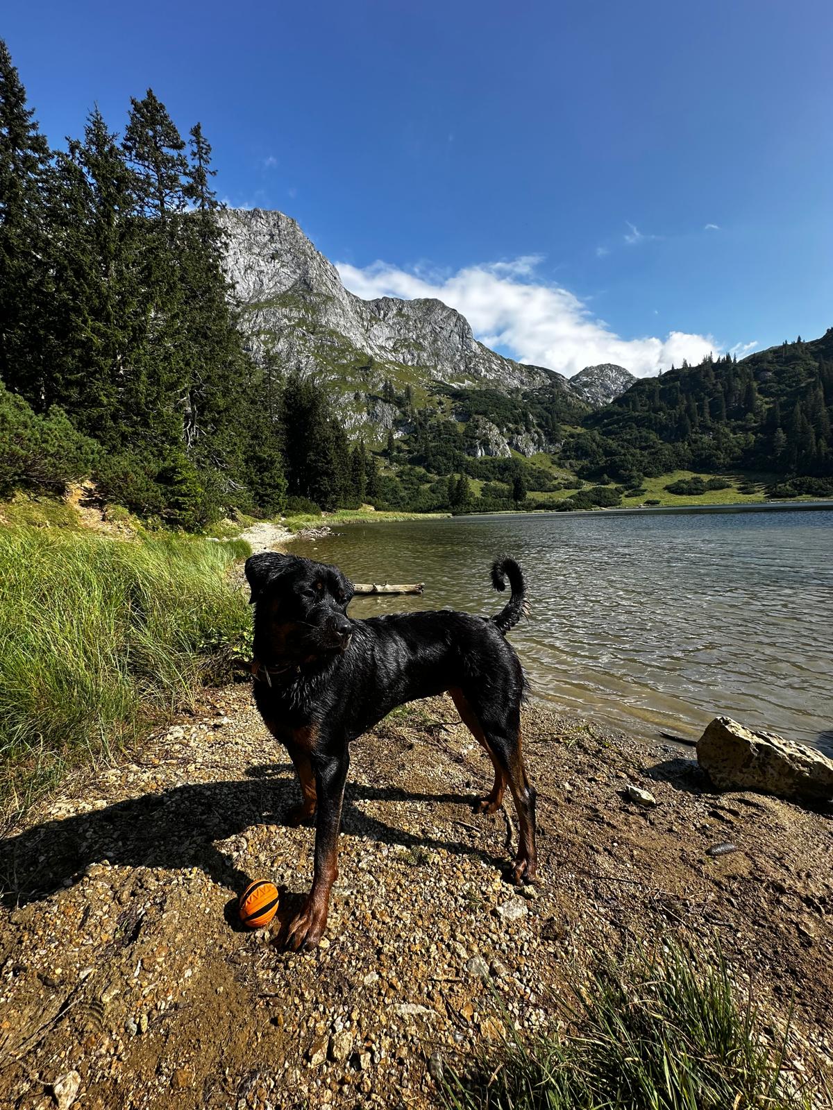 Hund am Seeufer; Sackwiesensee, Bergsee Steiermark
