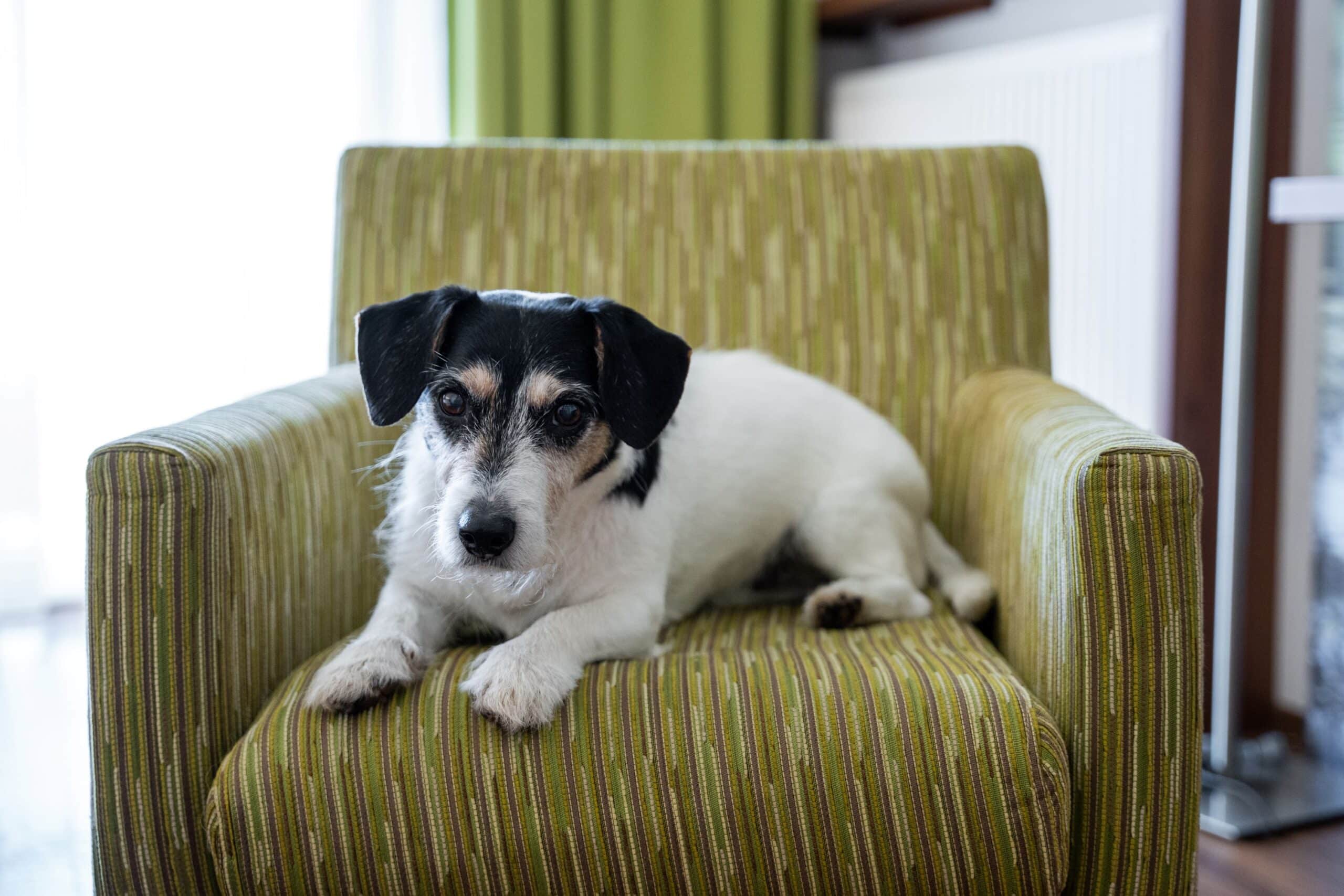 Hund sitzt auf Stuhl im Riverresort Donauschlinge