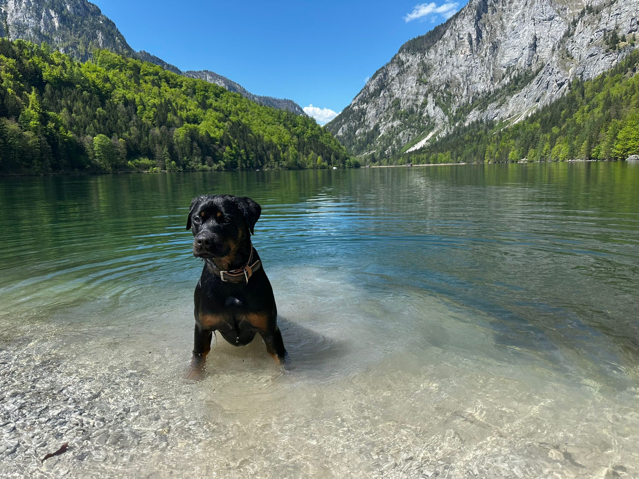 Hund sitzt am Ufer am Leopoldsteiner See