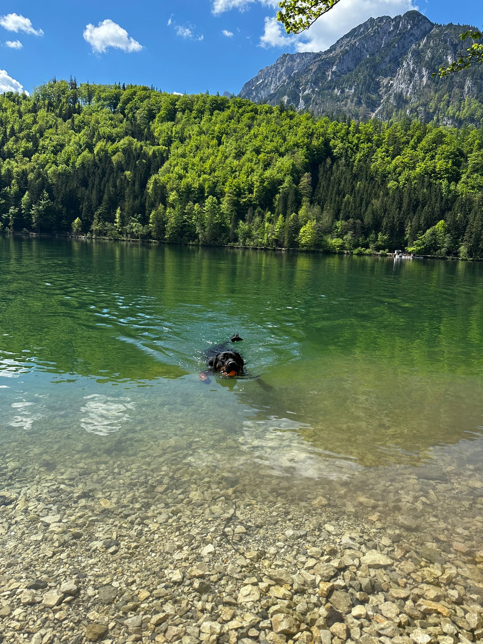 Hund schwimmt im Leopoldsteiner See; glasklares Wasser