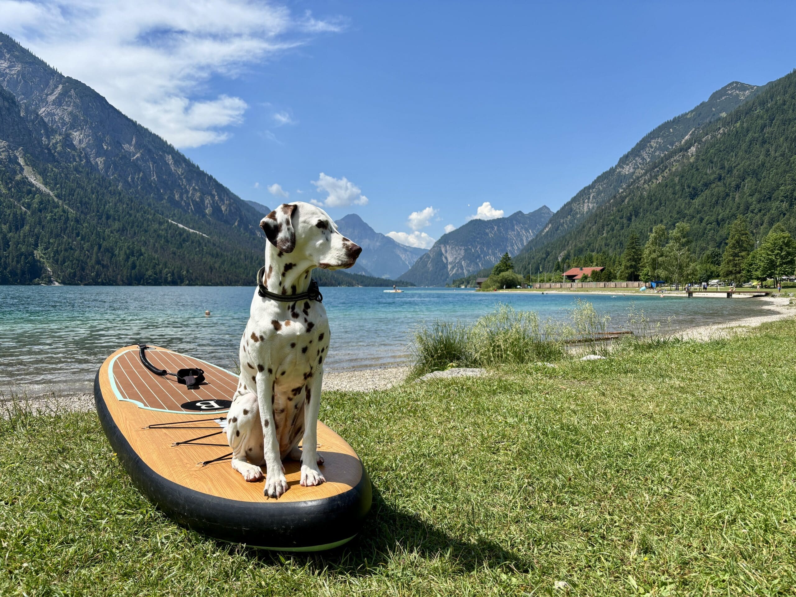 Hund sitzt auf SUP am Hundestrand Plansee Tirol