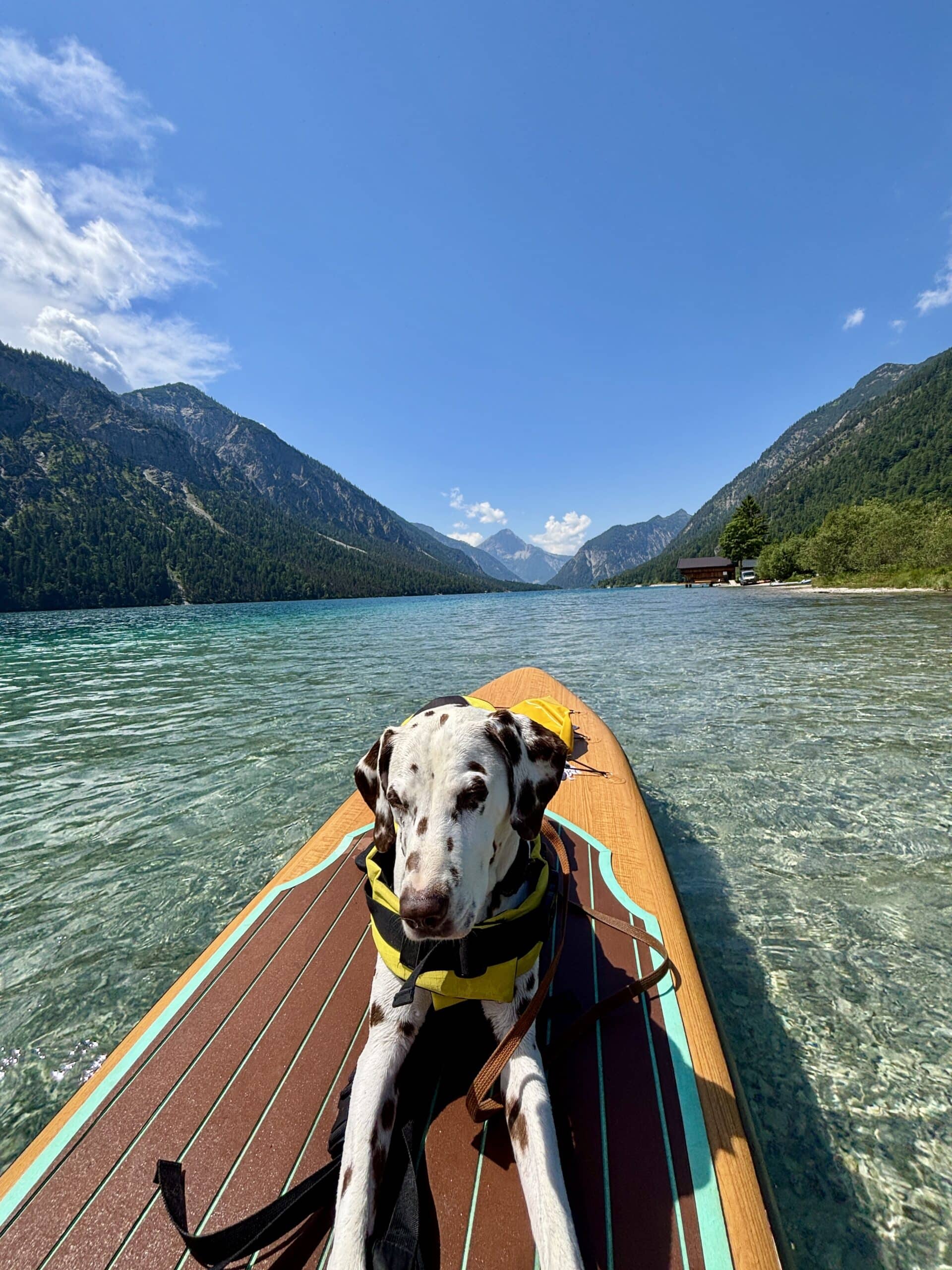 Hund am SUP am Hundestrand am Plansee in Tirol