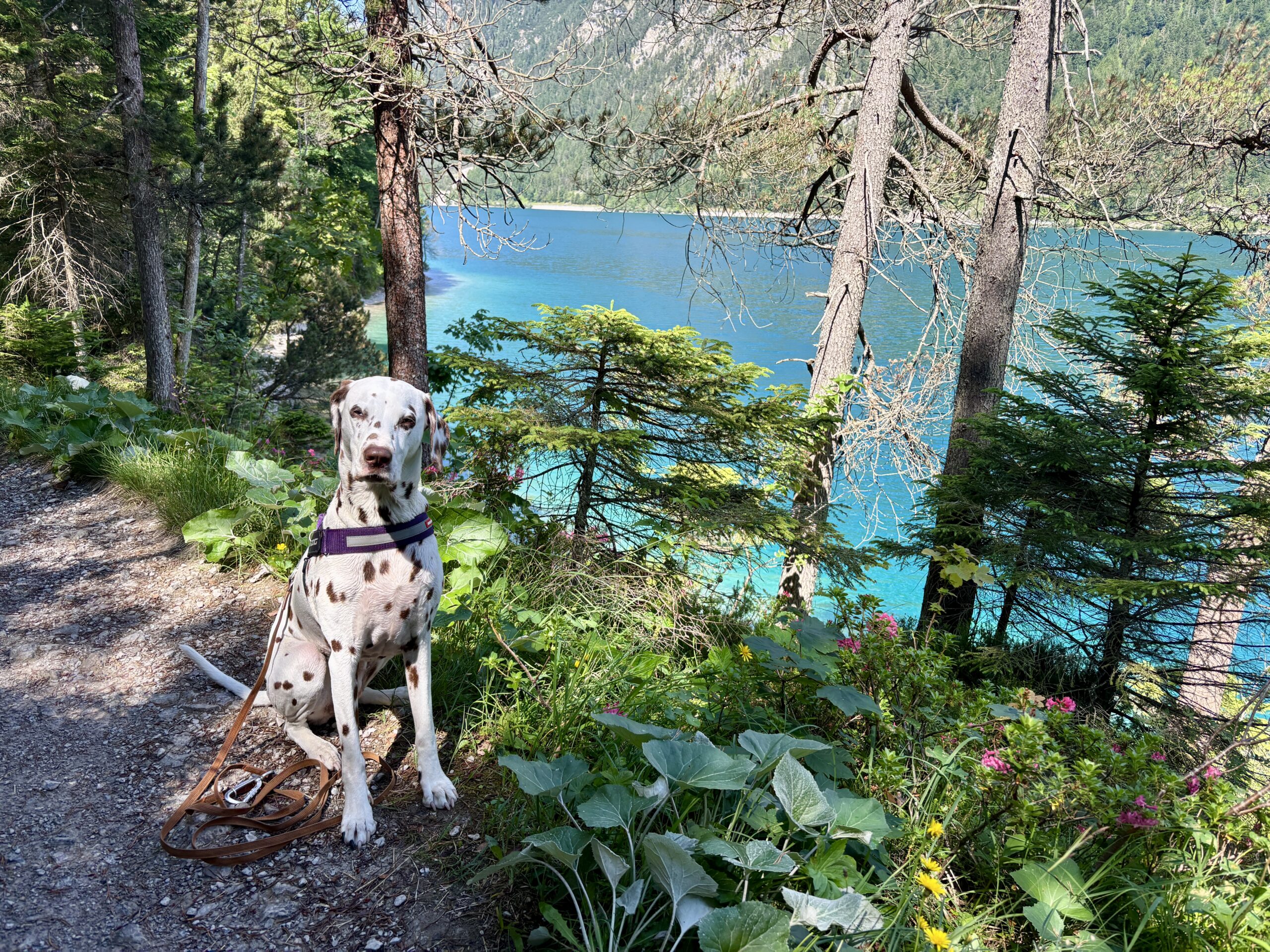 Plansee Rundweg mit Hund, Dalmatiner sitzt am Ufer