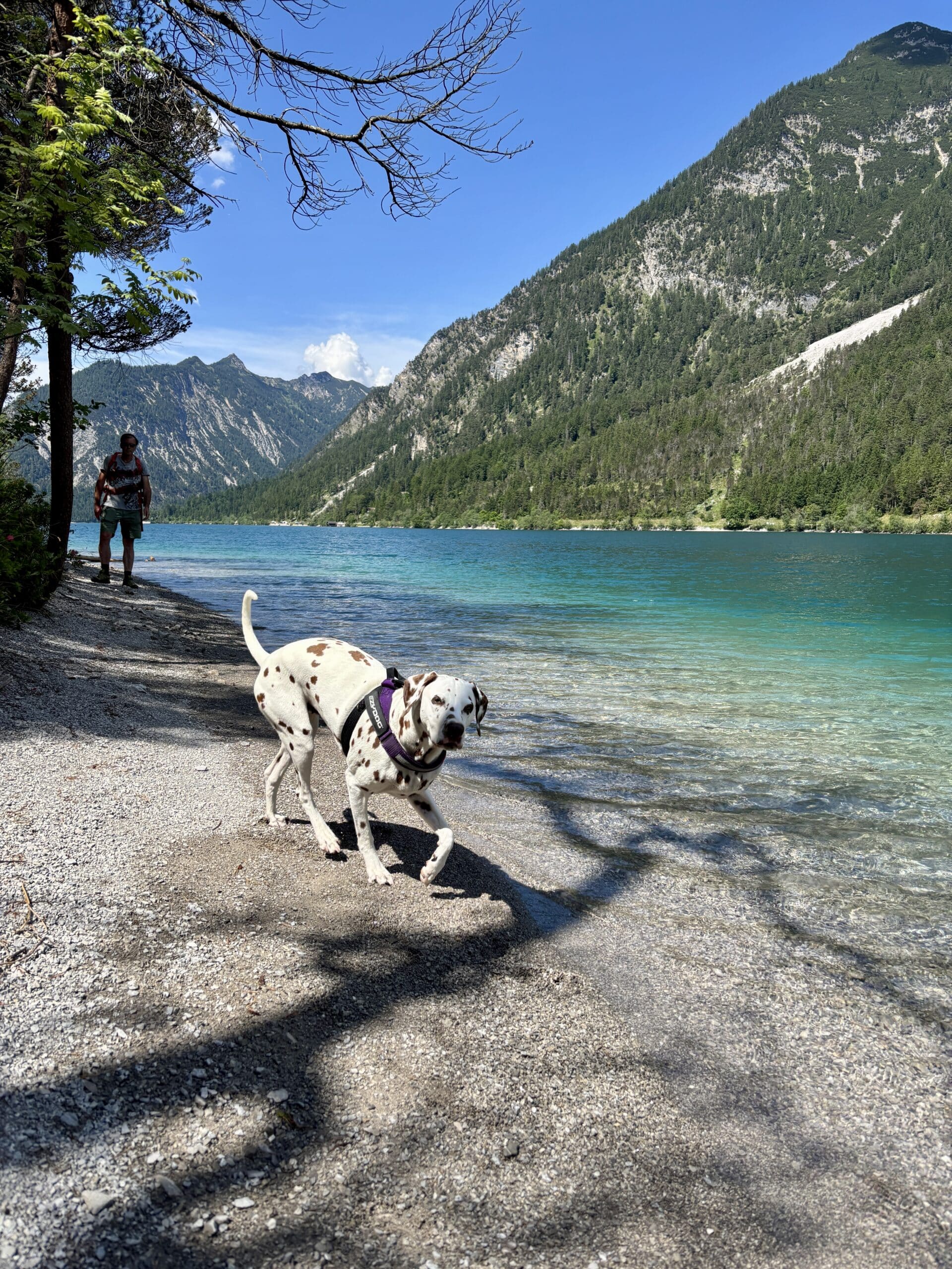 Plansee Rundweg mit Hund, Dalmatiner läuft am Ufer auf weißer Schotterbank
