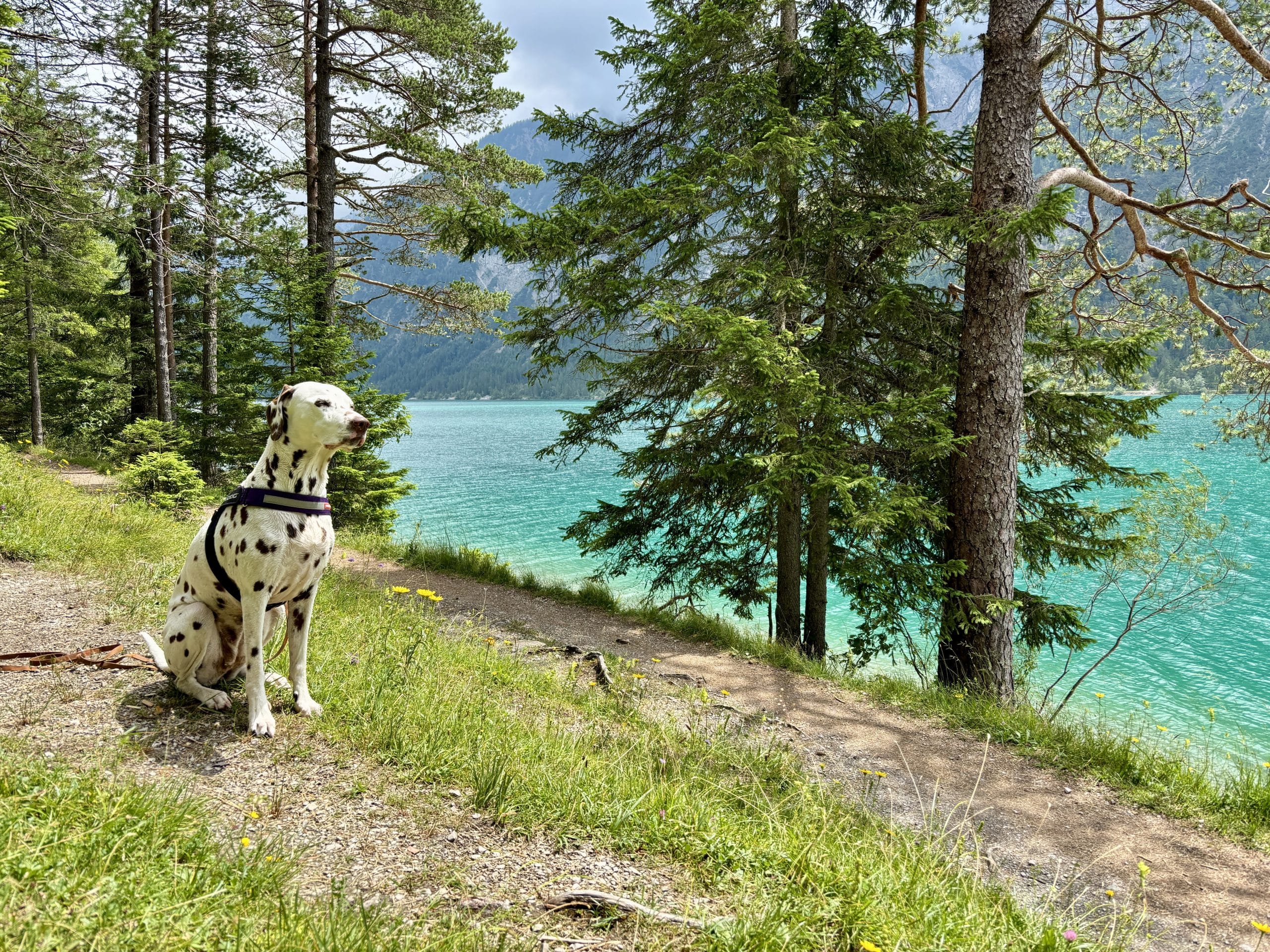 Rundweg Heiterwanger See mit Hund, Hund sitzt am Wanderweg