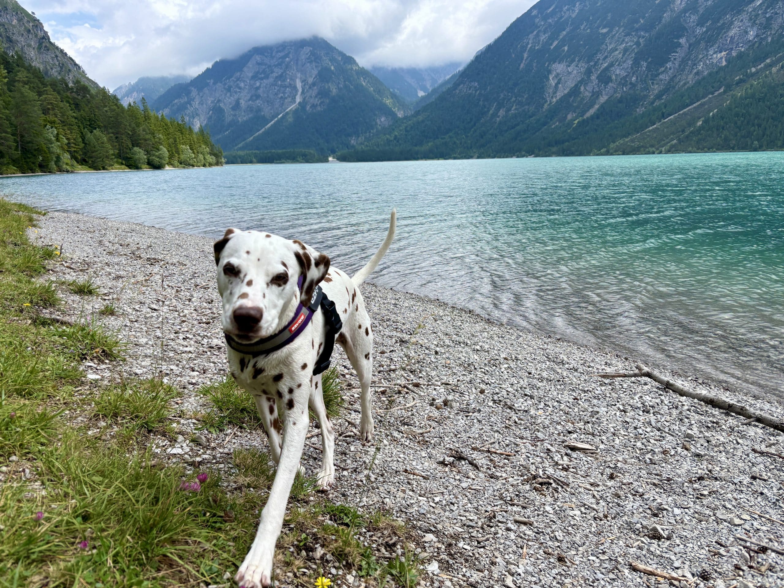 Rundweg Heiterwanger See mit Hund, Ufer mit Schotterbank und Hund