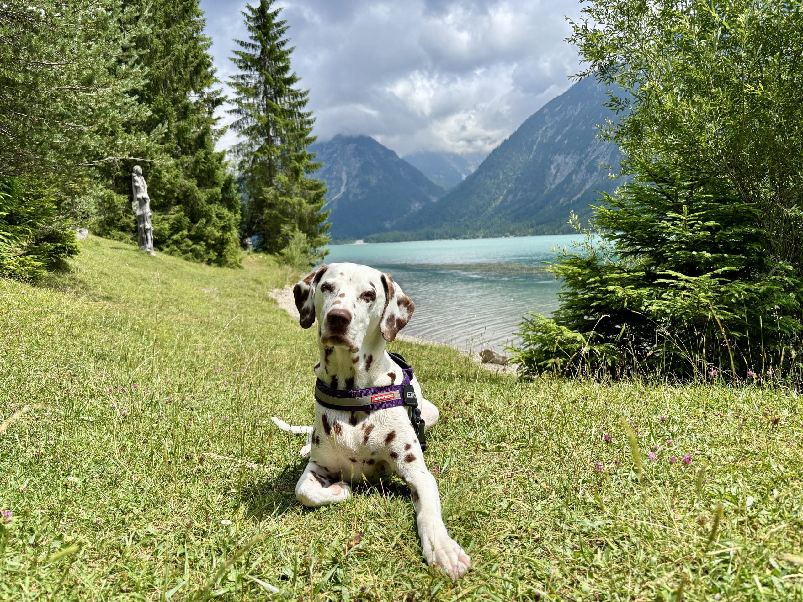Rundweg Heiterwanger See, Hund liegt in Wiese an Seeufer